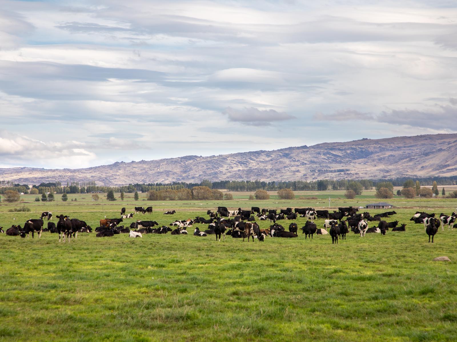 263 Puketoi Runs Road, Puketoi