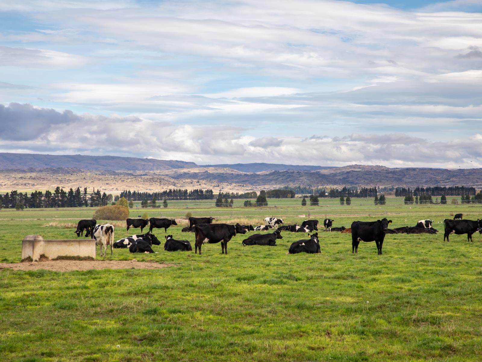 263 Puketoi Runs Road, Puketoi