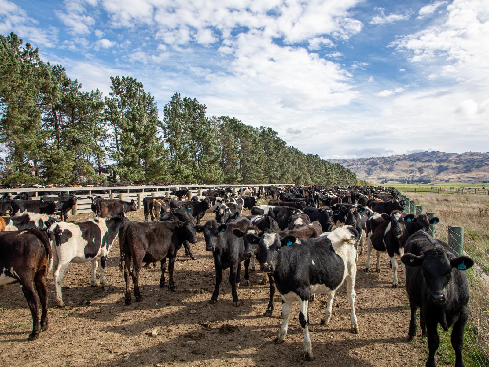 263 Puketoi Runs Road, Puketoi