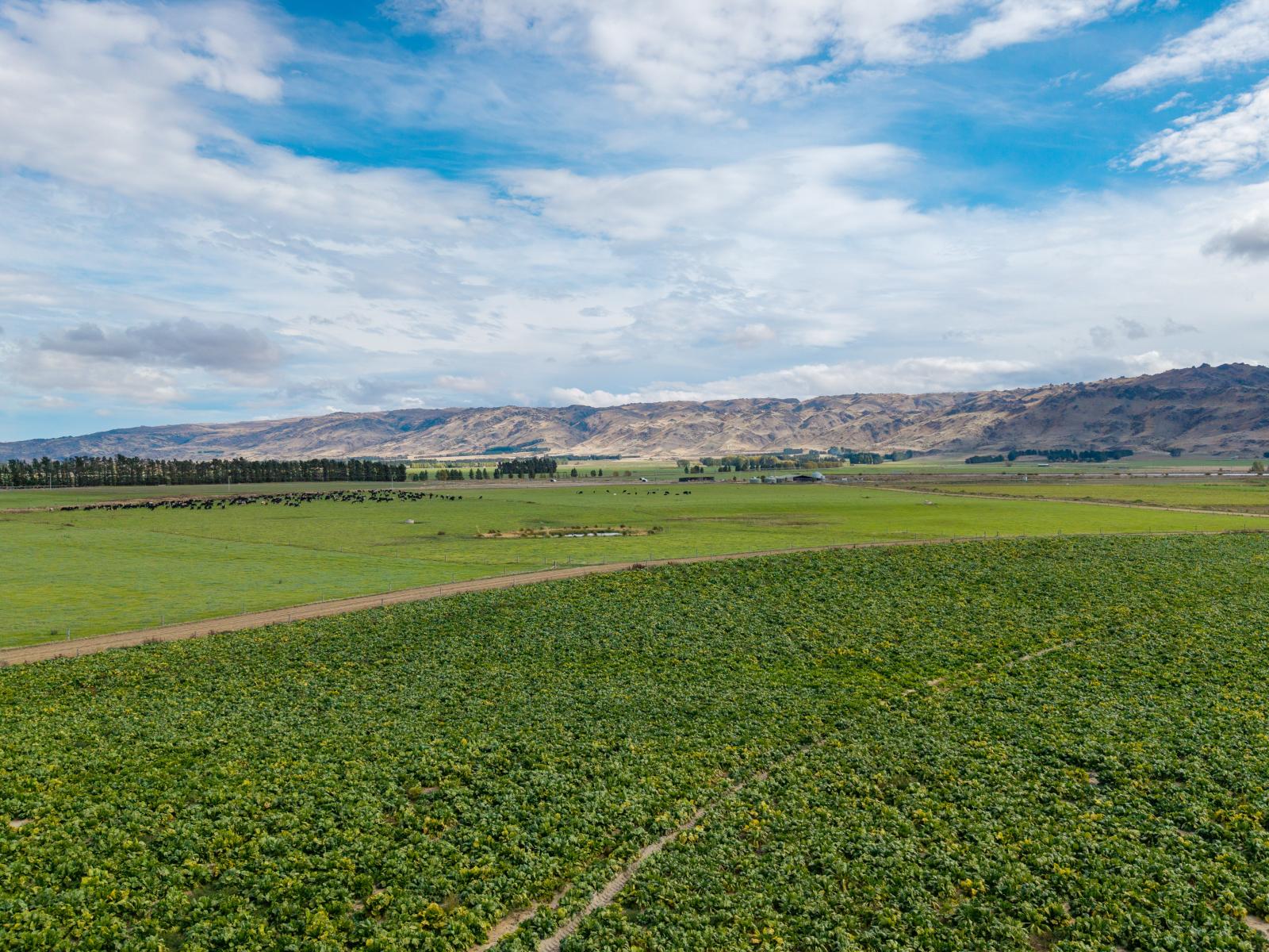 263 Puketoi Runs Road, Puketoi