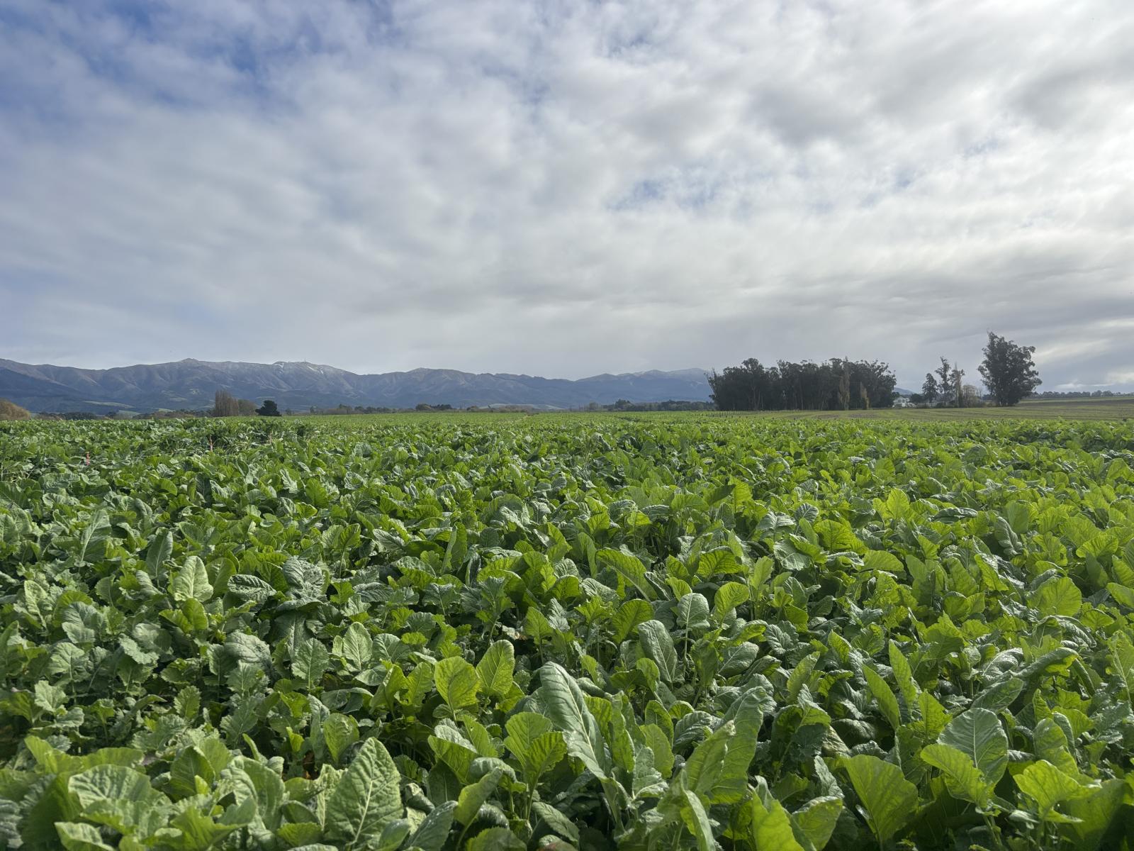 158 Kowhatu Road, Waimate