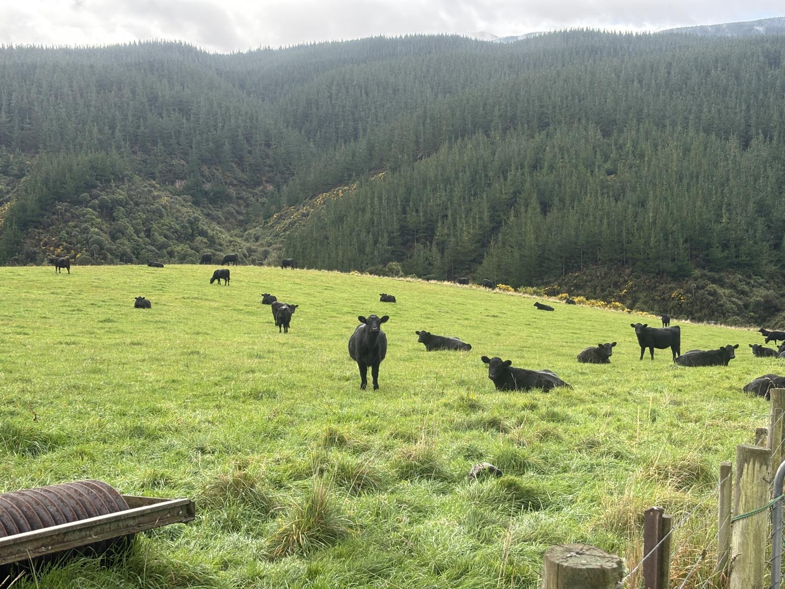 158 Kowhatu Road, Waimate