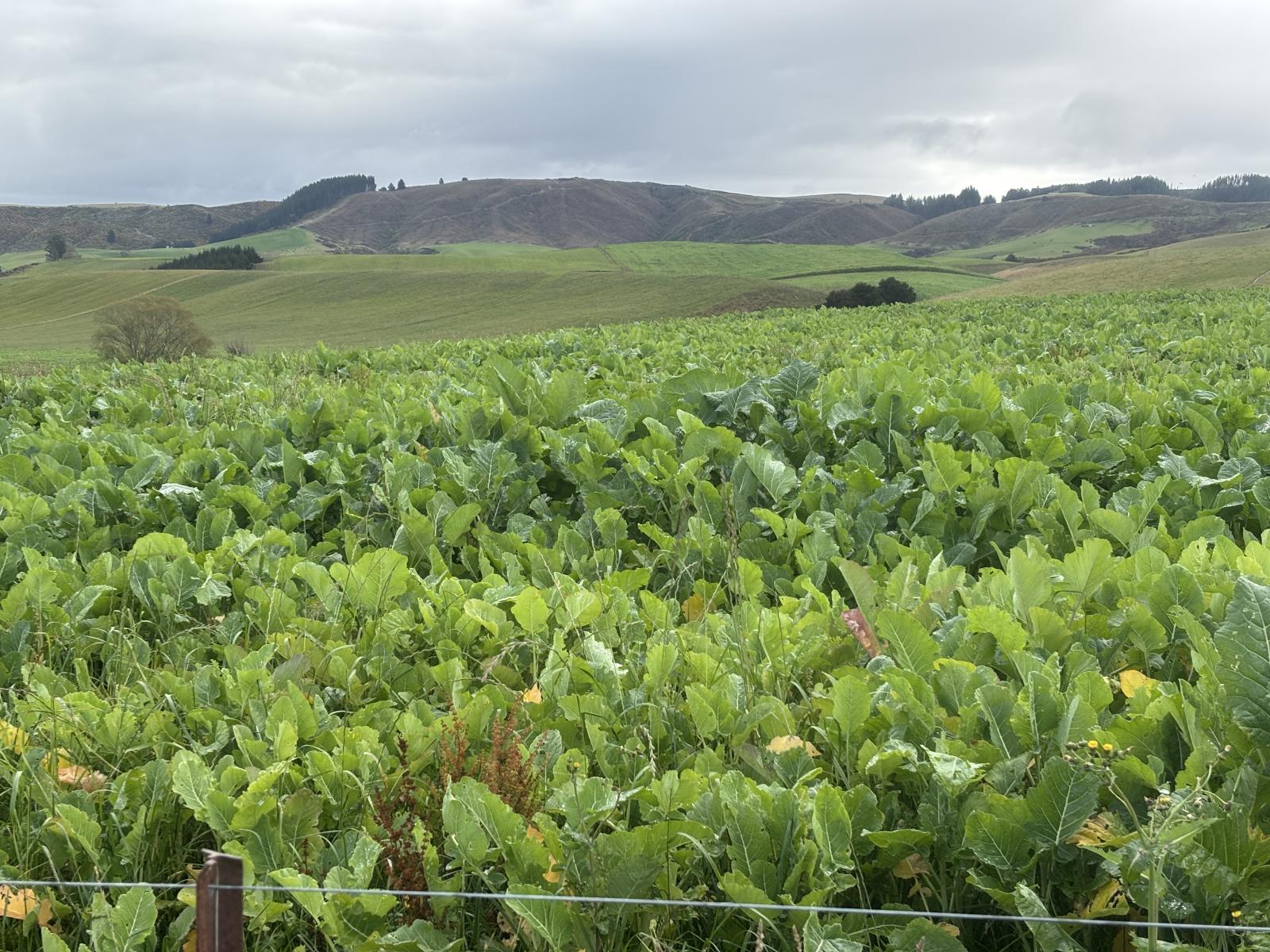 158 Kowhatu Road, Waimate