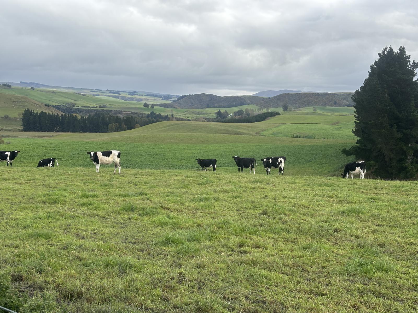 158 Kowhatu Road, Waimate