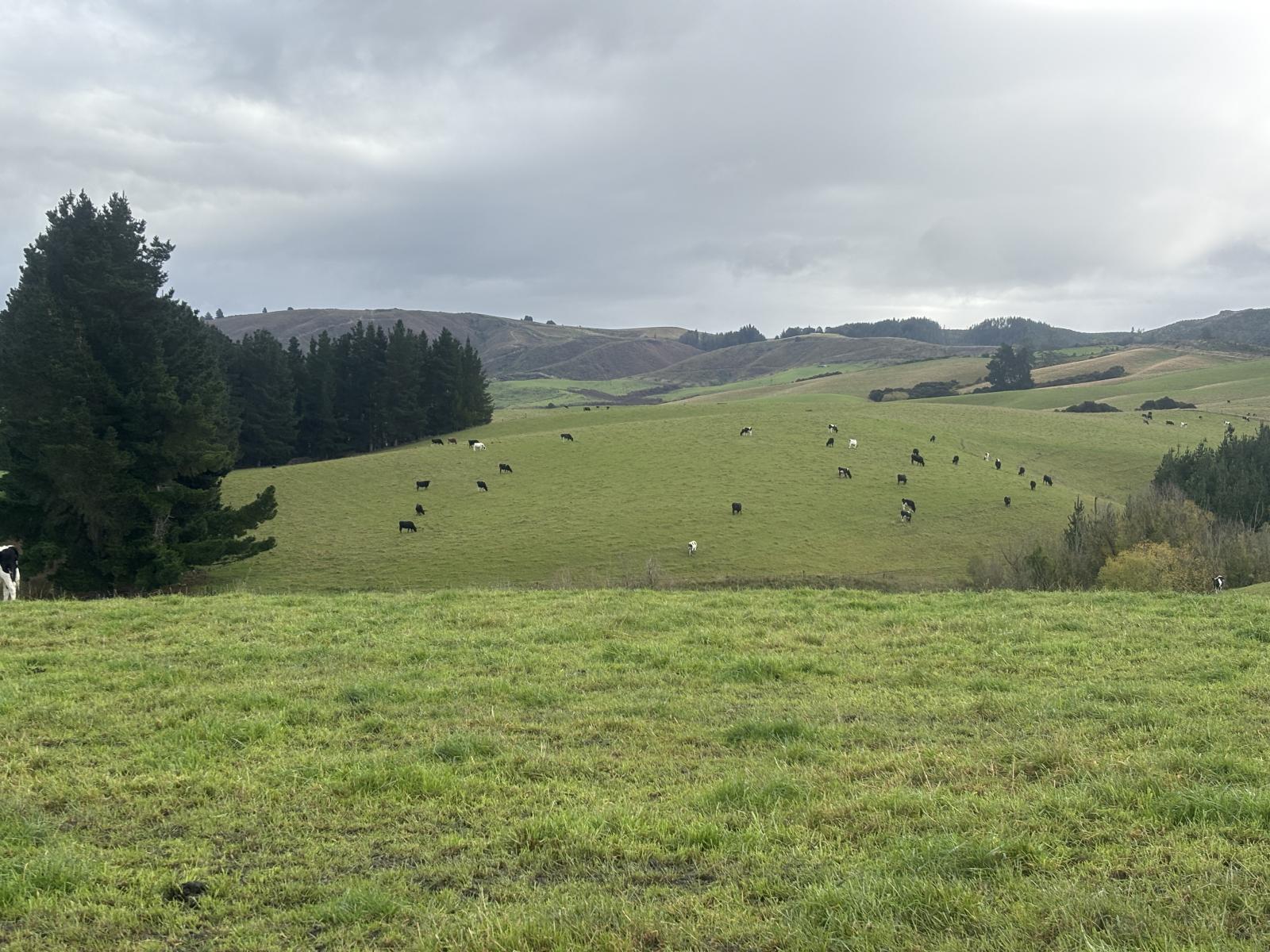 158 Kowhatu Road, Waimate