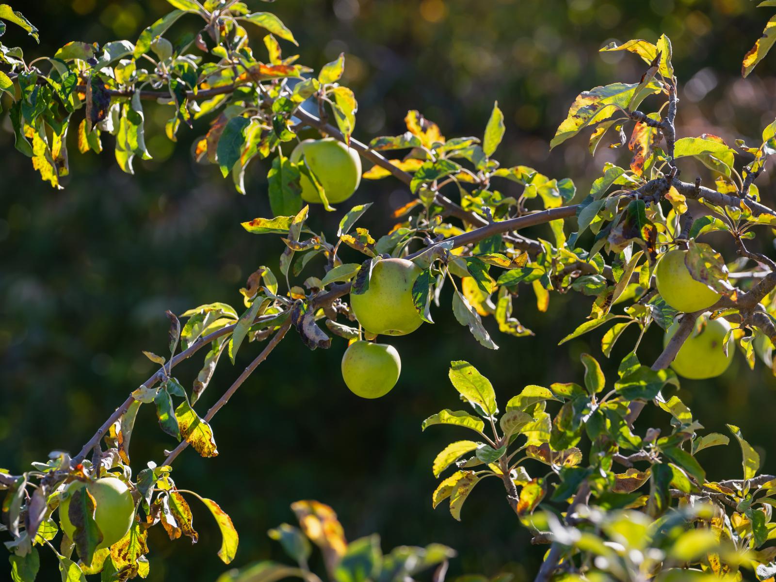 Lot 2 452 Aubrey Road, Wanaka