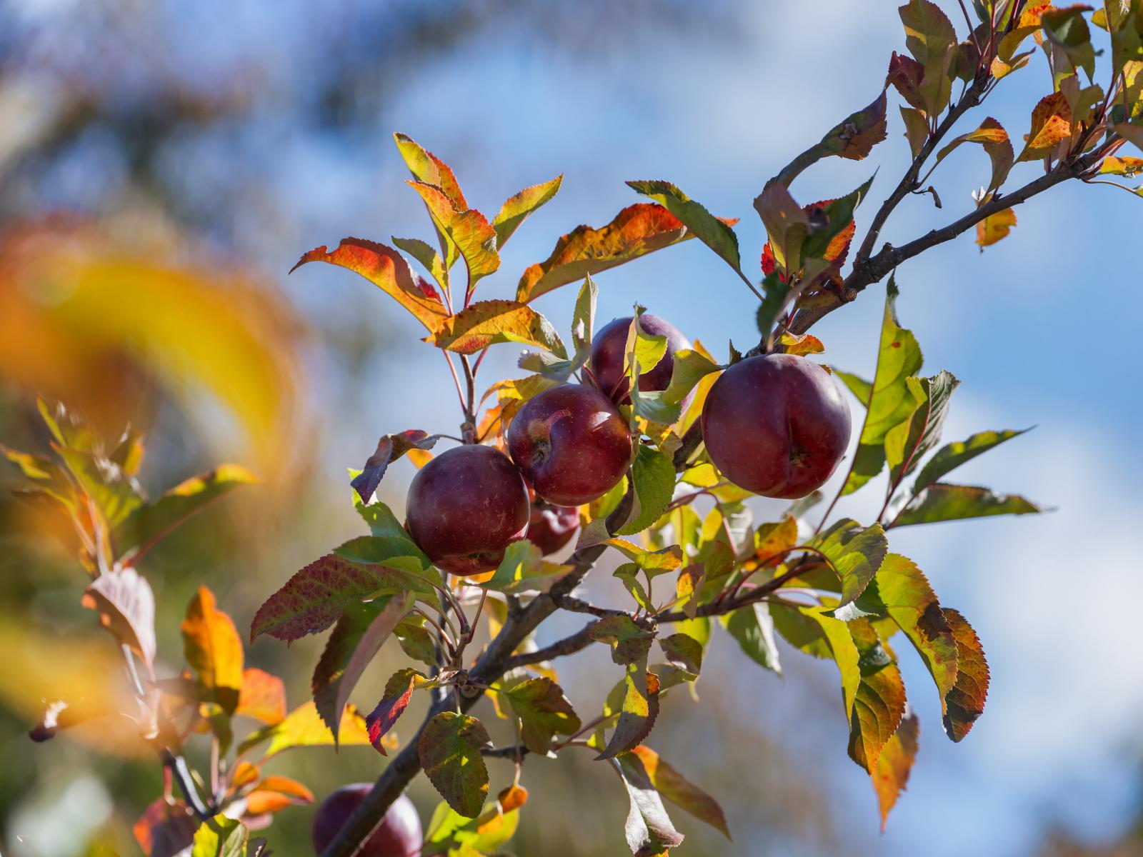 Lot 2 452 Aubrey Road, Wanaka