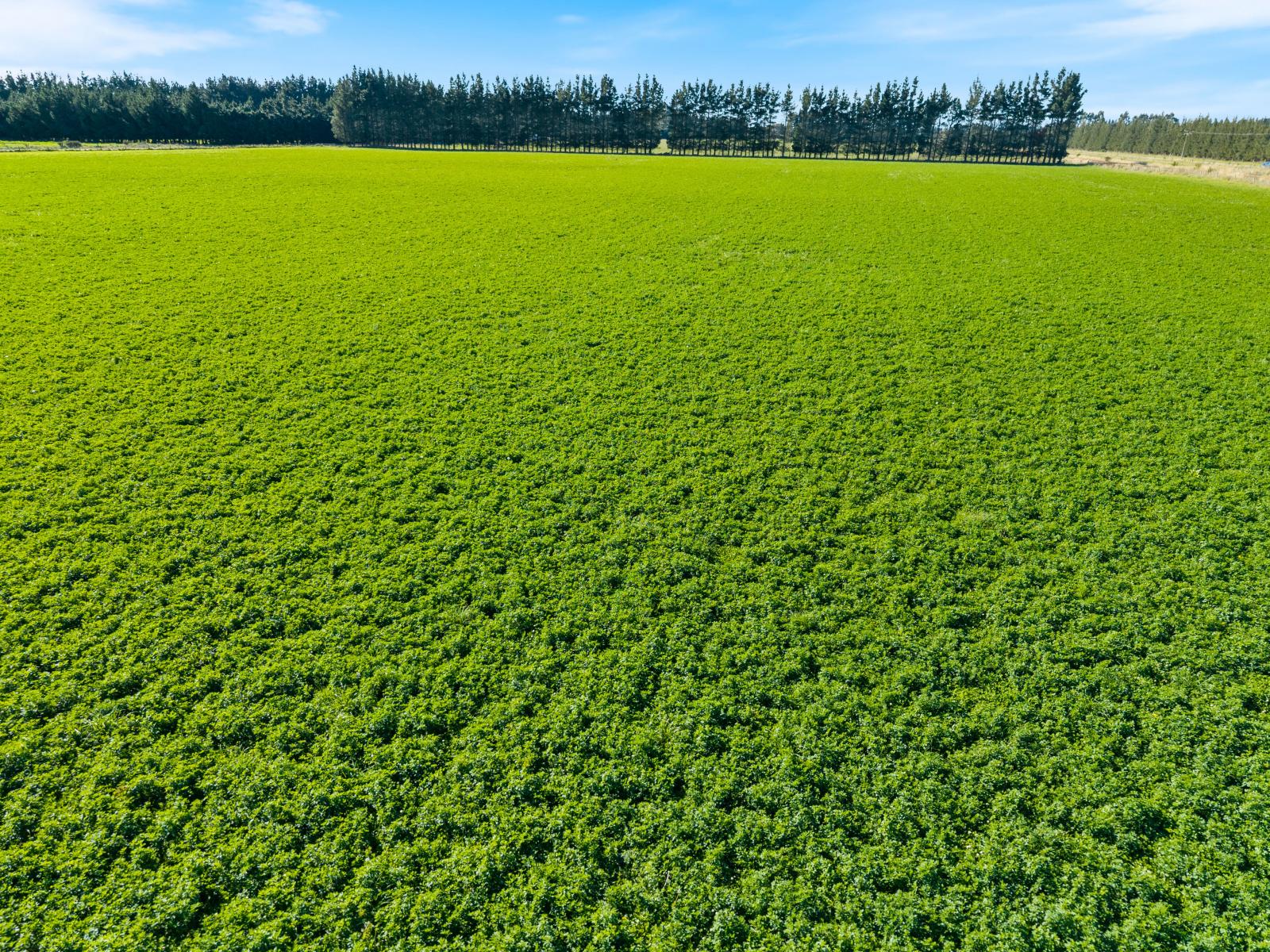 Rakaia Highway, Chertsey
