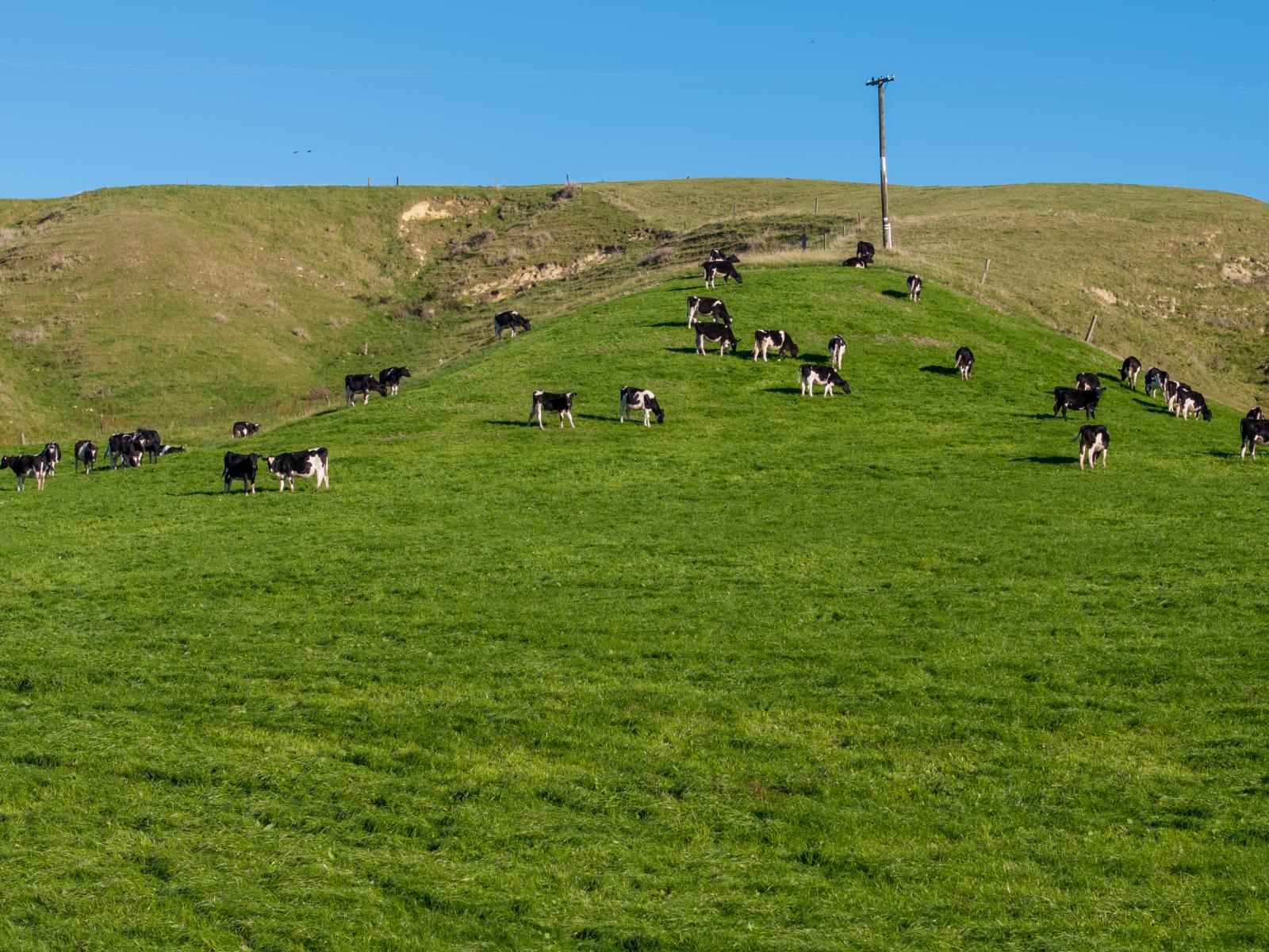 Ridge Road North, Pahiatua