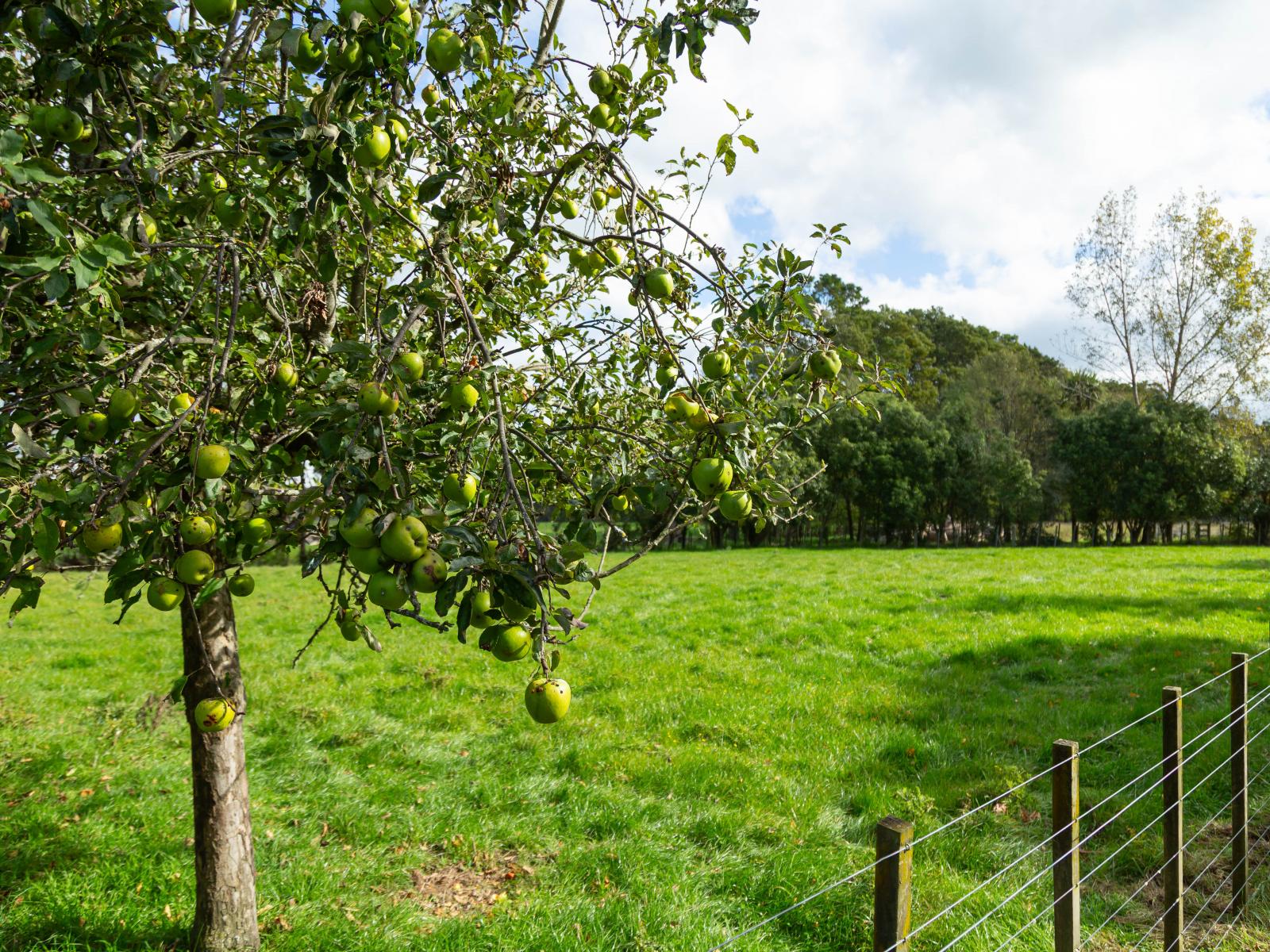 Lot 2, 30 Market Road, Greytown