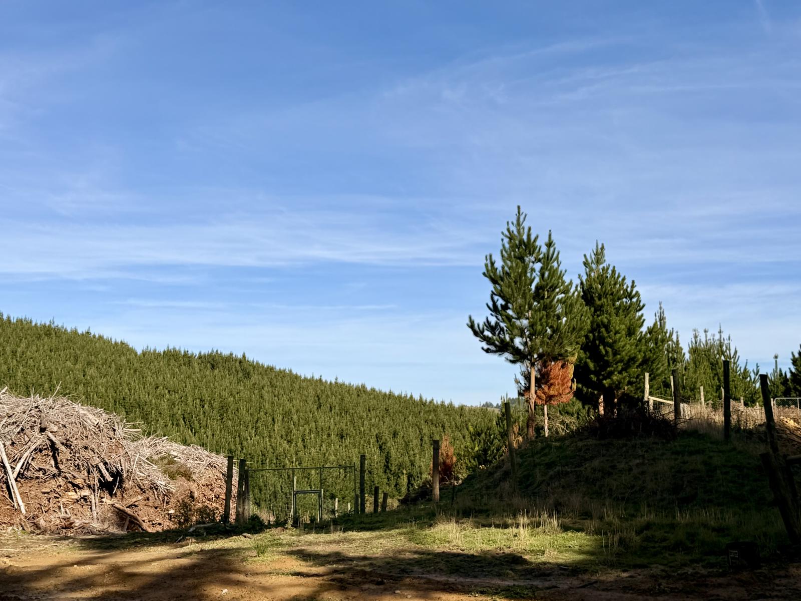 Shag Point Road, Palmerston