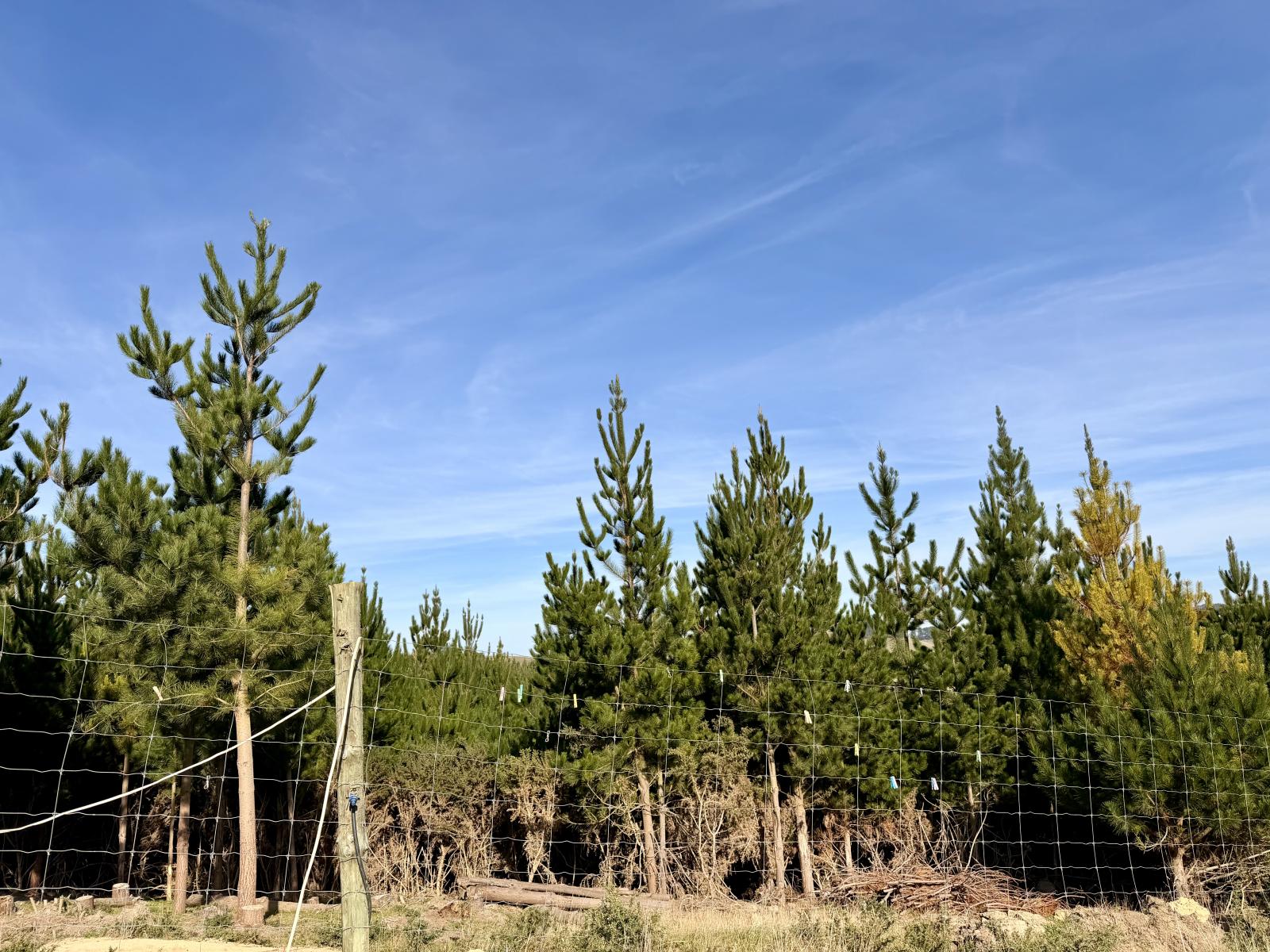 Shag Point Road, Palmerston