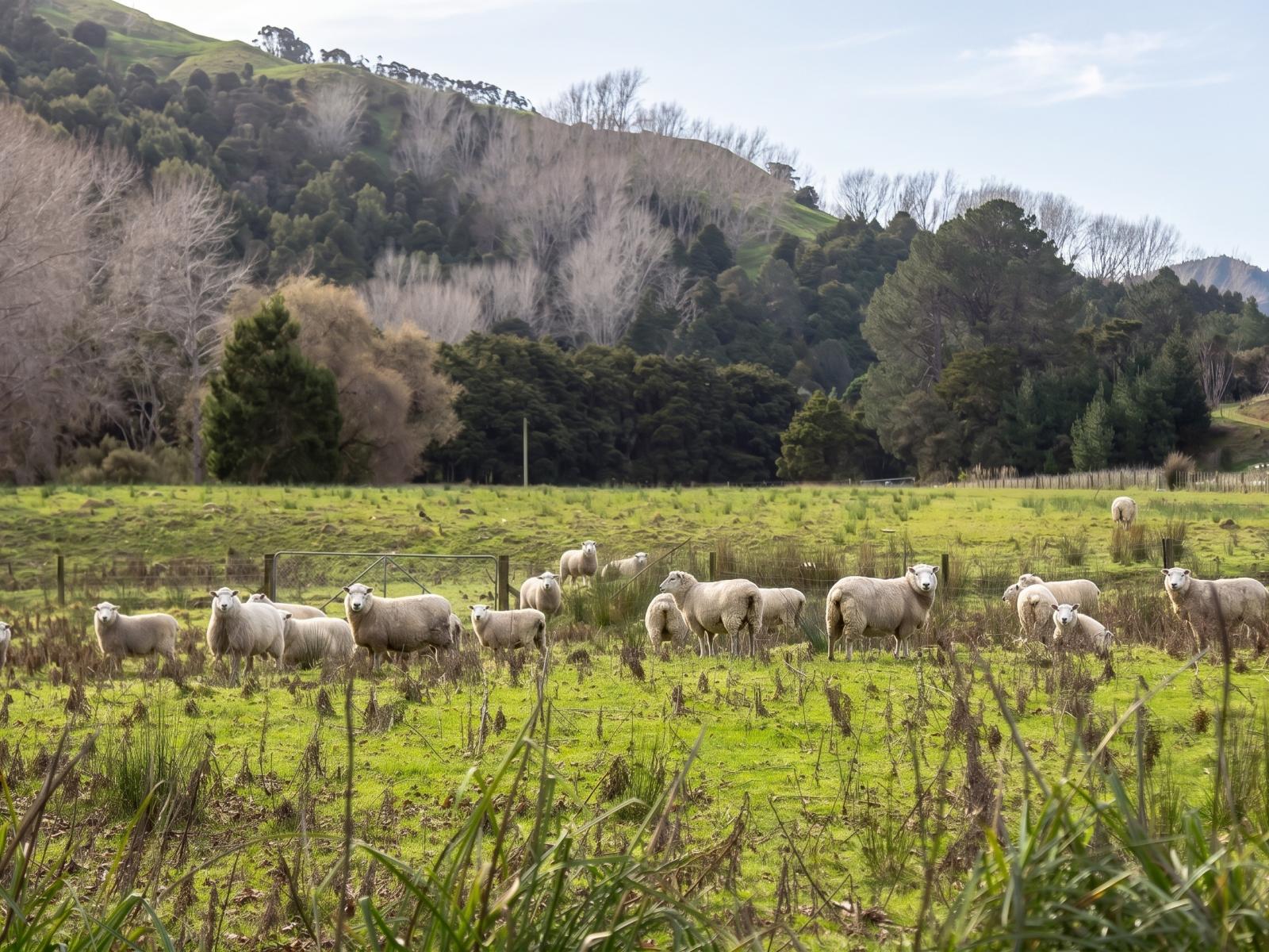 427 Tinui Valley Road, Tinui 