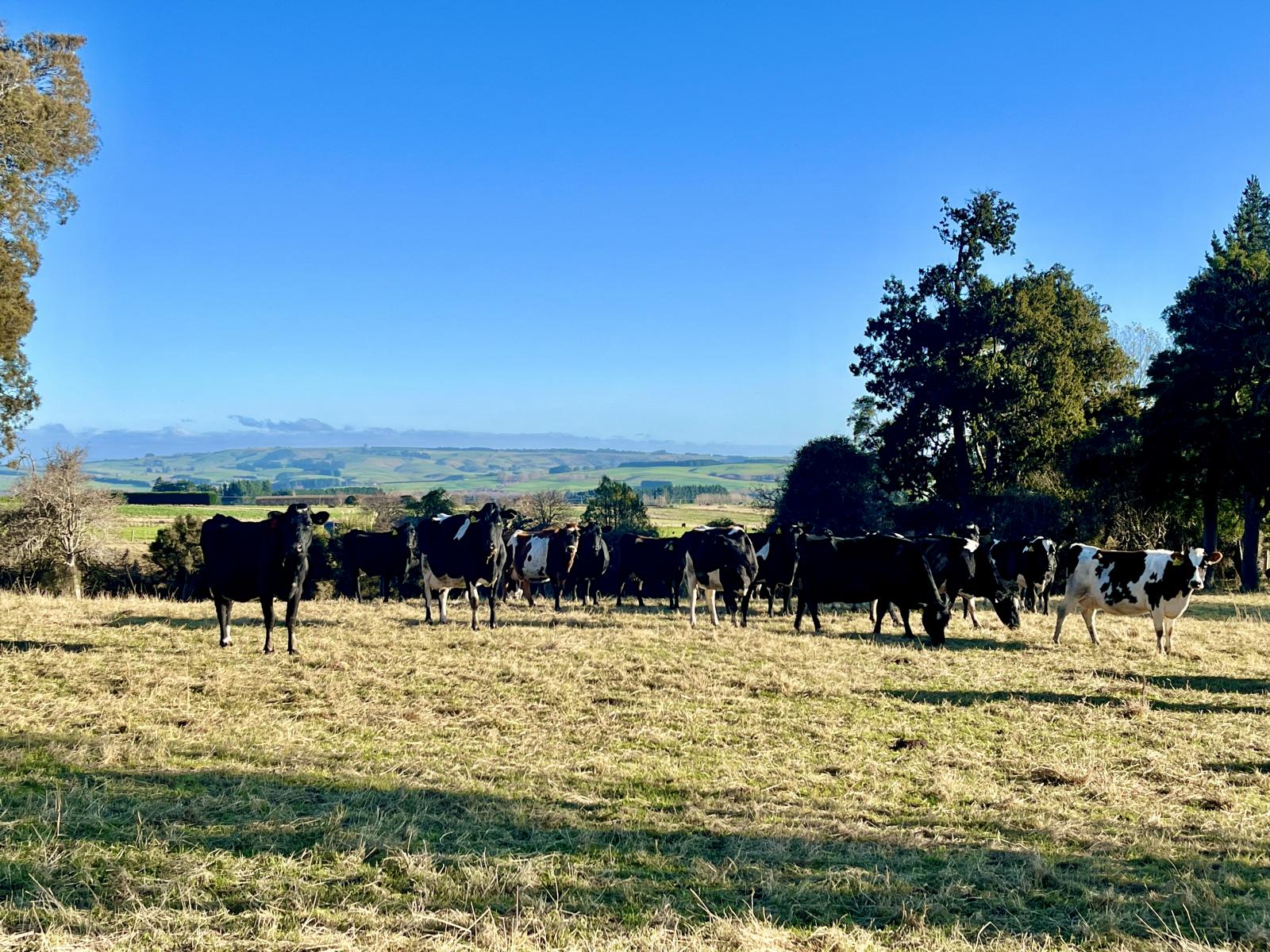 Dalvey School Road, East, Blue Mountains