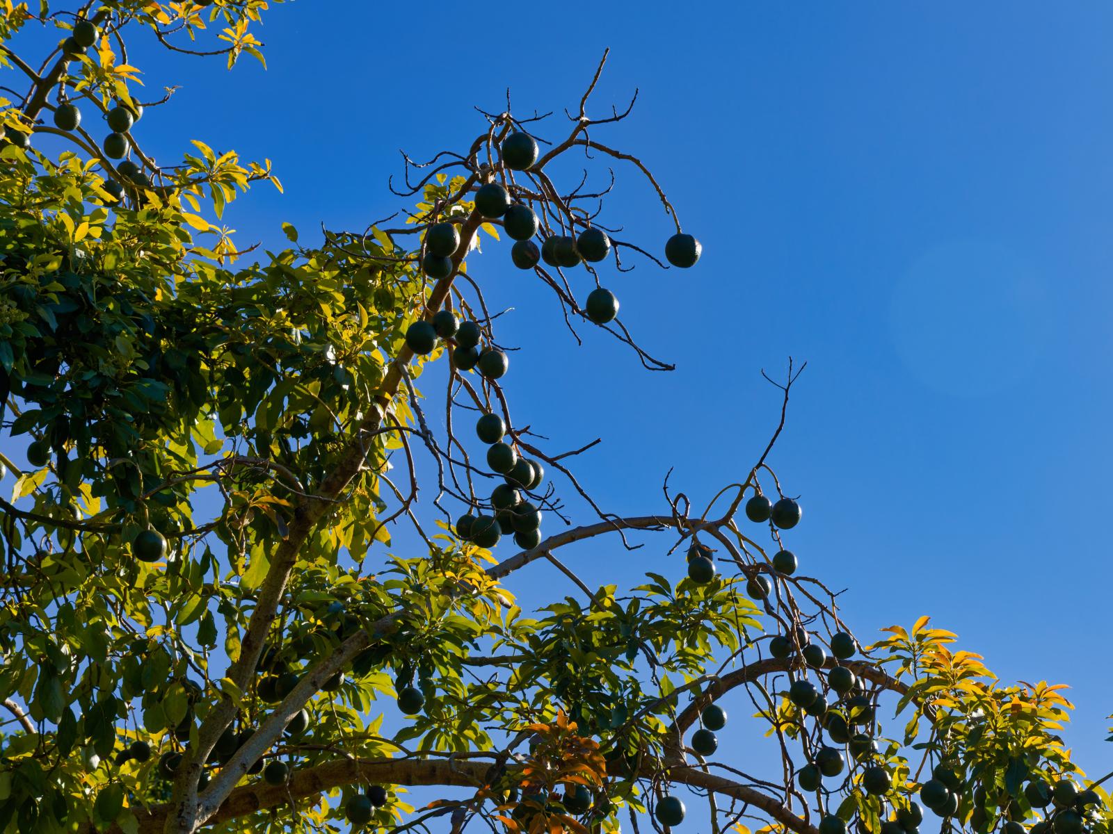 121 Lovers Lane, Kaikoura