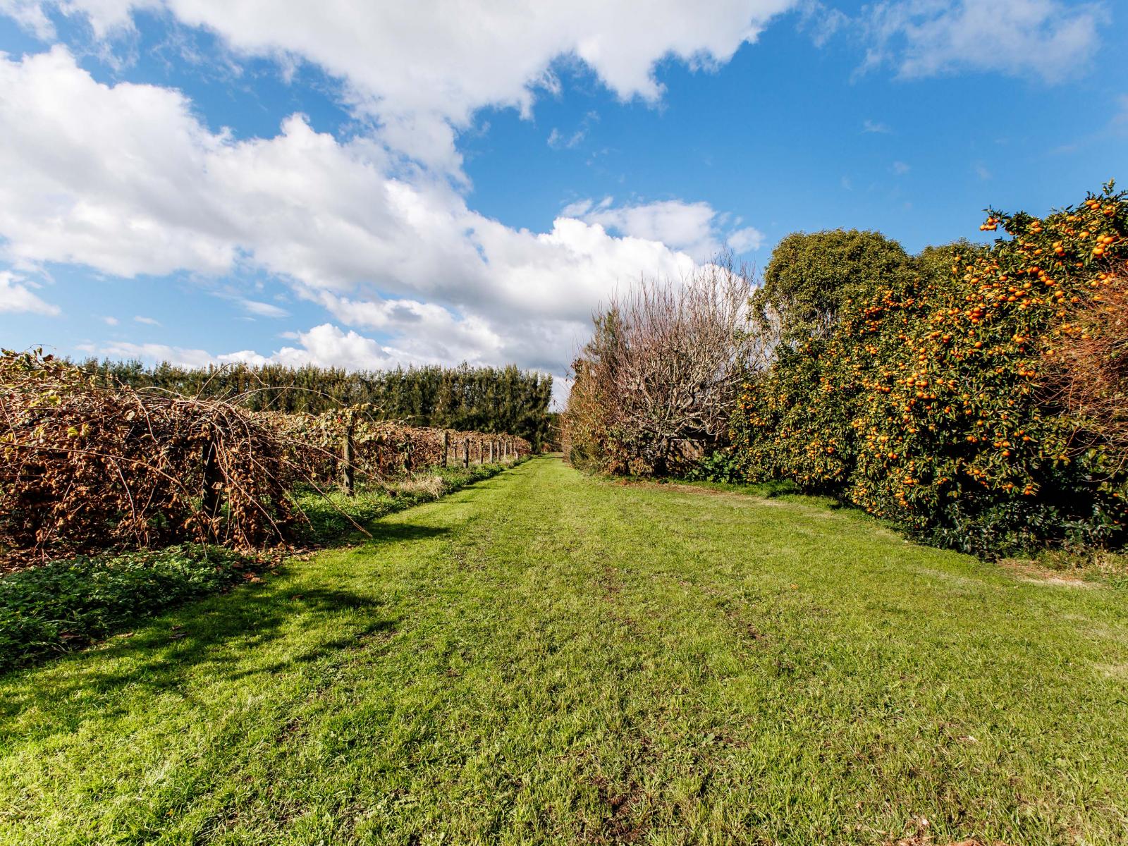 343 Western Drain Road, Edgecumbe