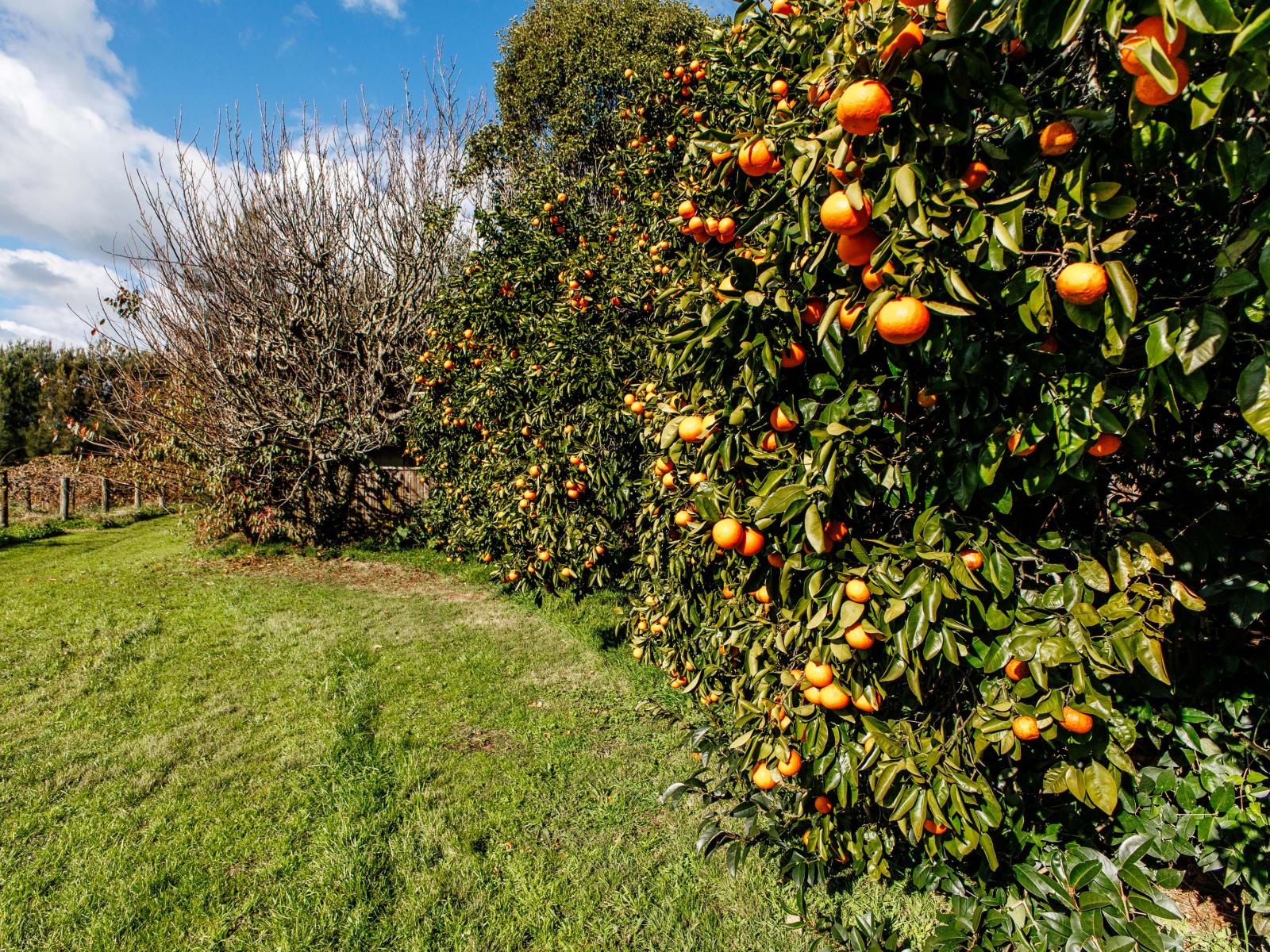 343 Western Drain Road, Edgecumbe
