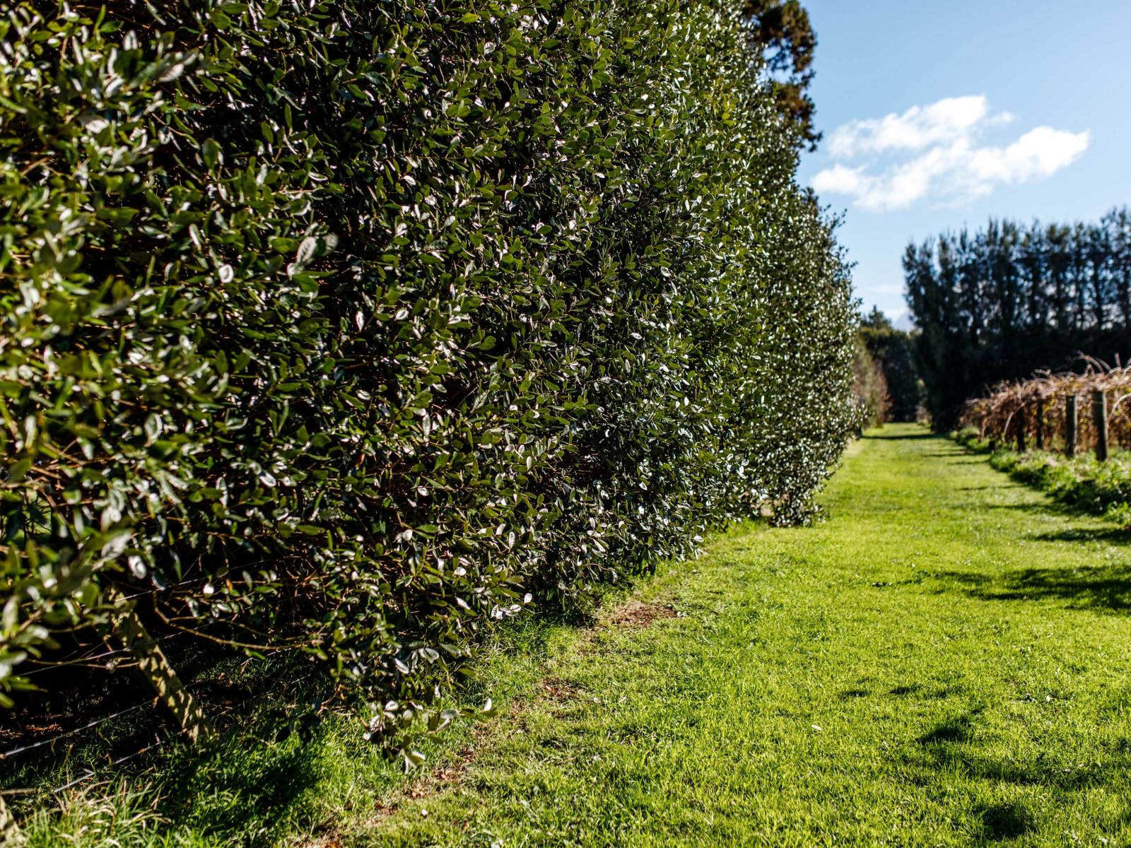 343 Western Drain Road, Edgecumbe