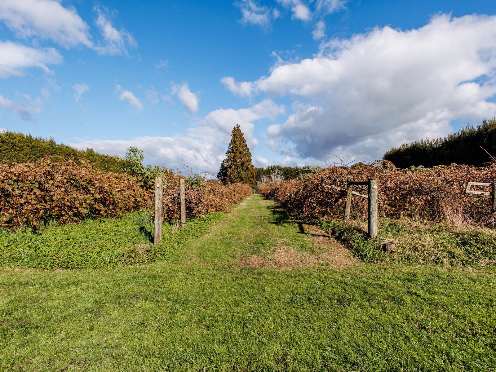 343 Western Drain Road, Edgecumbe