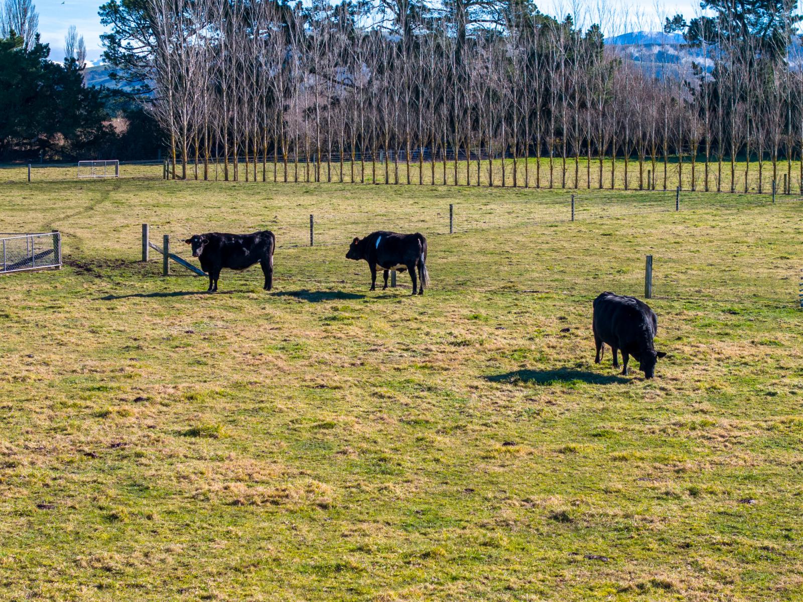 2185 Arundel Rakaia Gorge Road , Mayfield