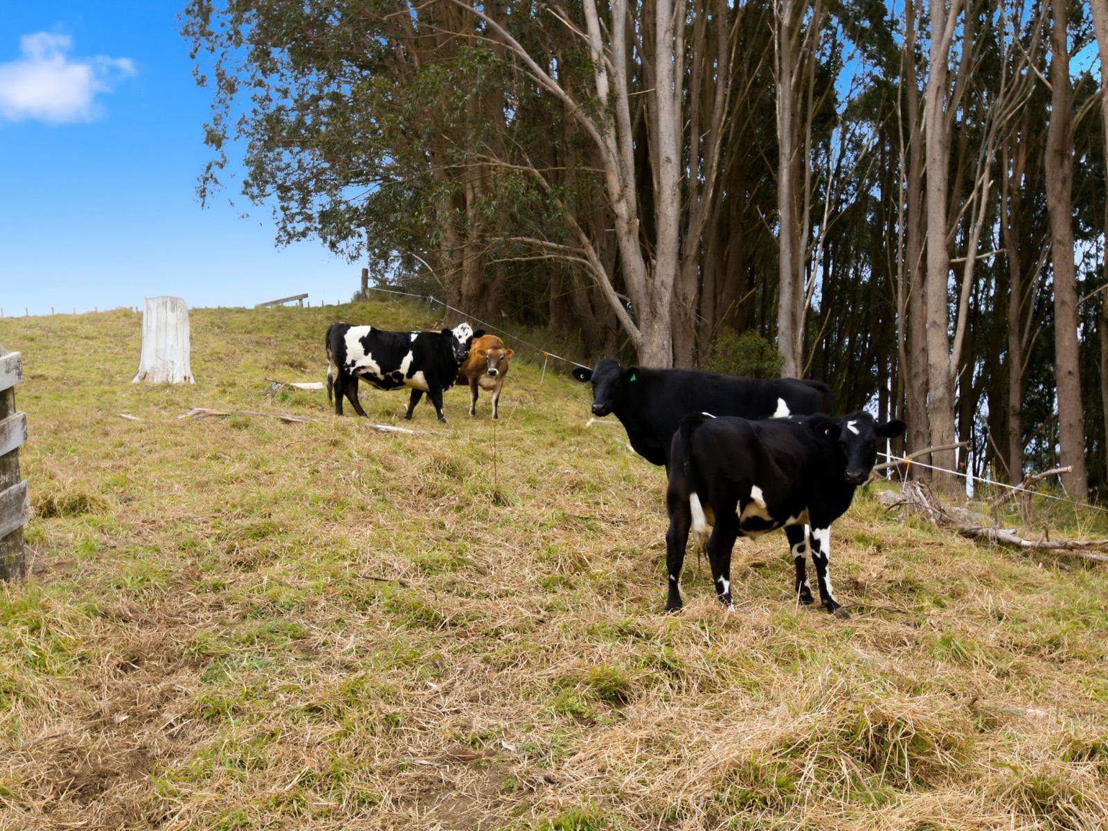 519 Otamarakau Valley Road, Pukehina