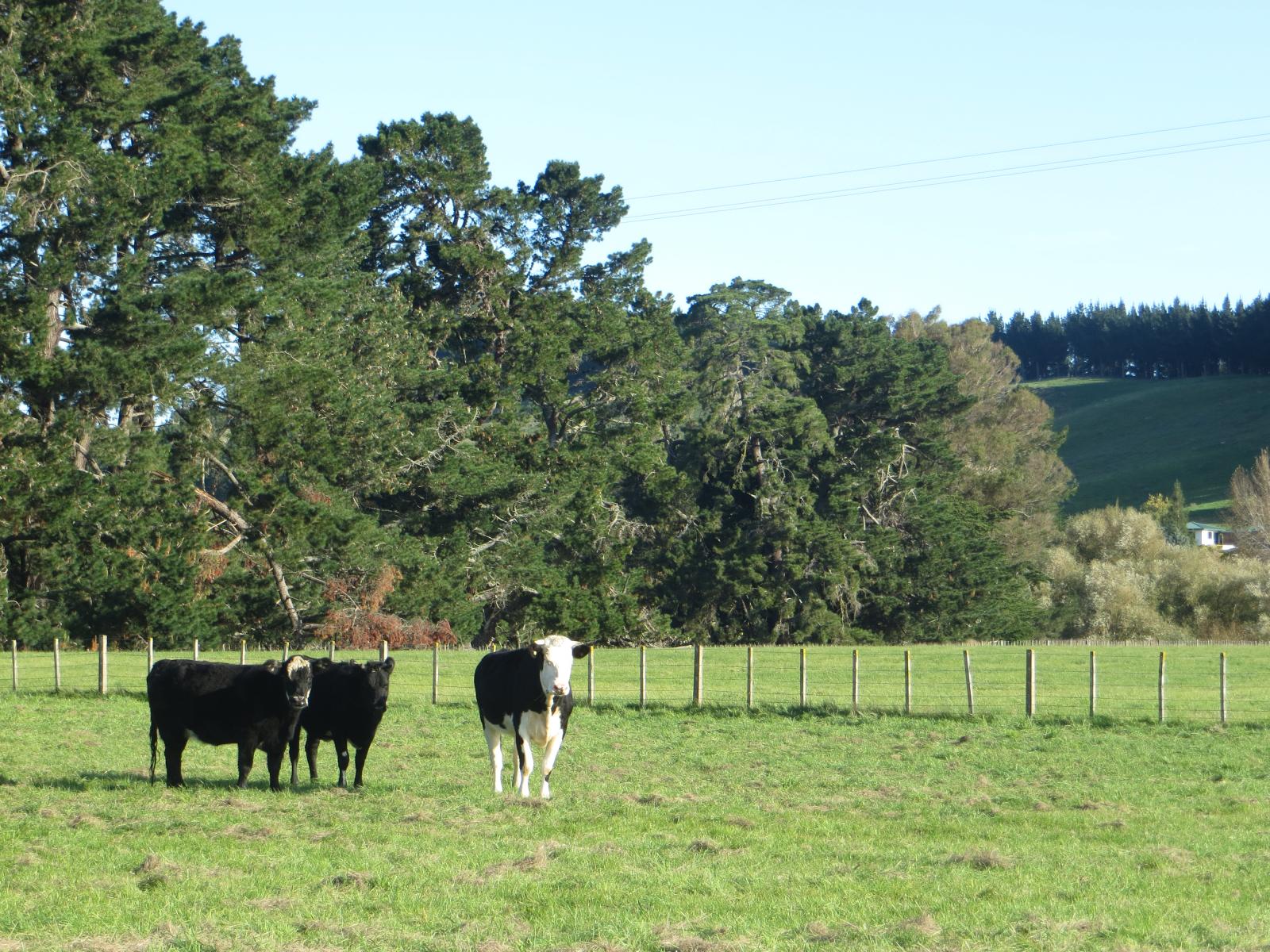 3245 State Highway 2, Takapau