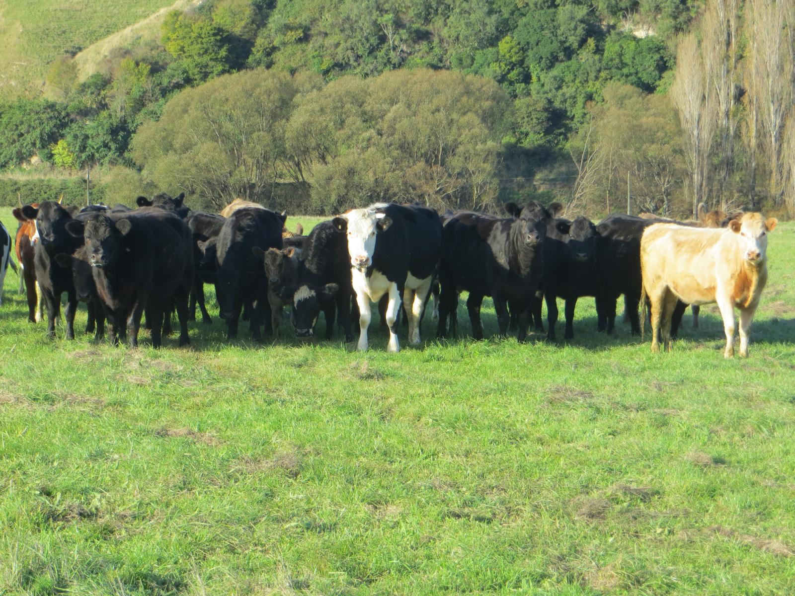 3245 State Highway 2, Takapau