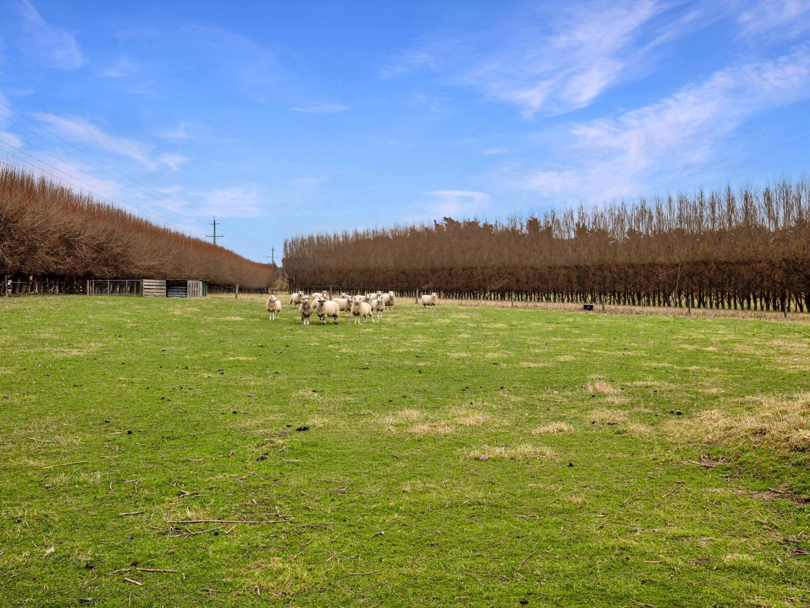 388 Leeston Road, Springston