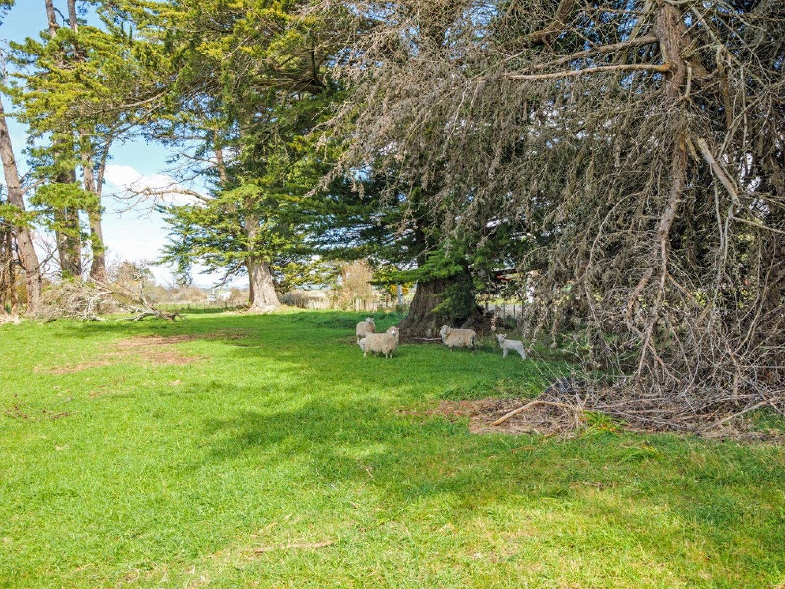 12 Latha Grove, Woodville