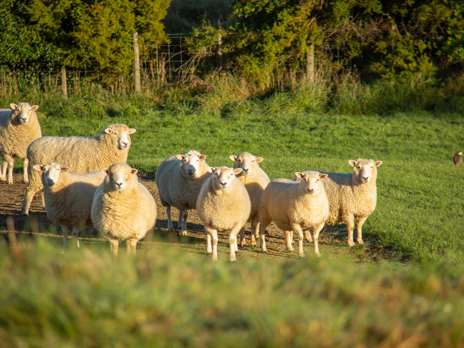 Lot 2 Bluff Rangitumau Road, Masterton