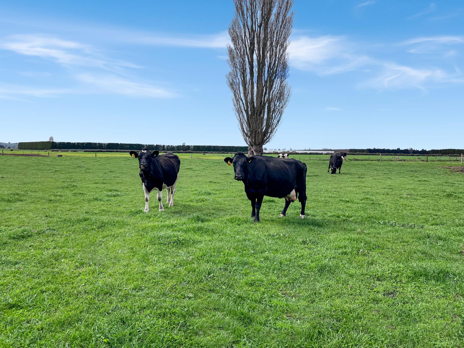 329 Kaituna Road, Paengaroa
