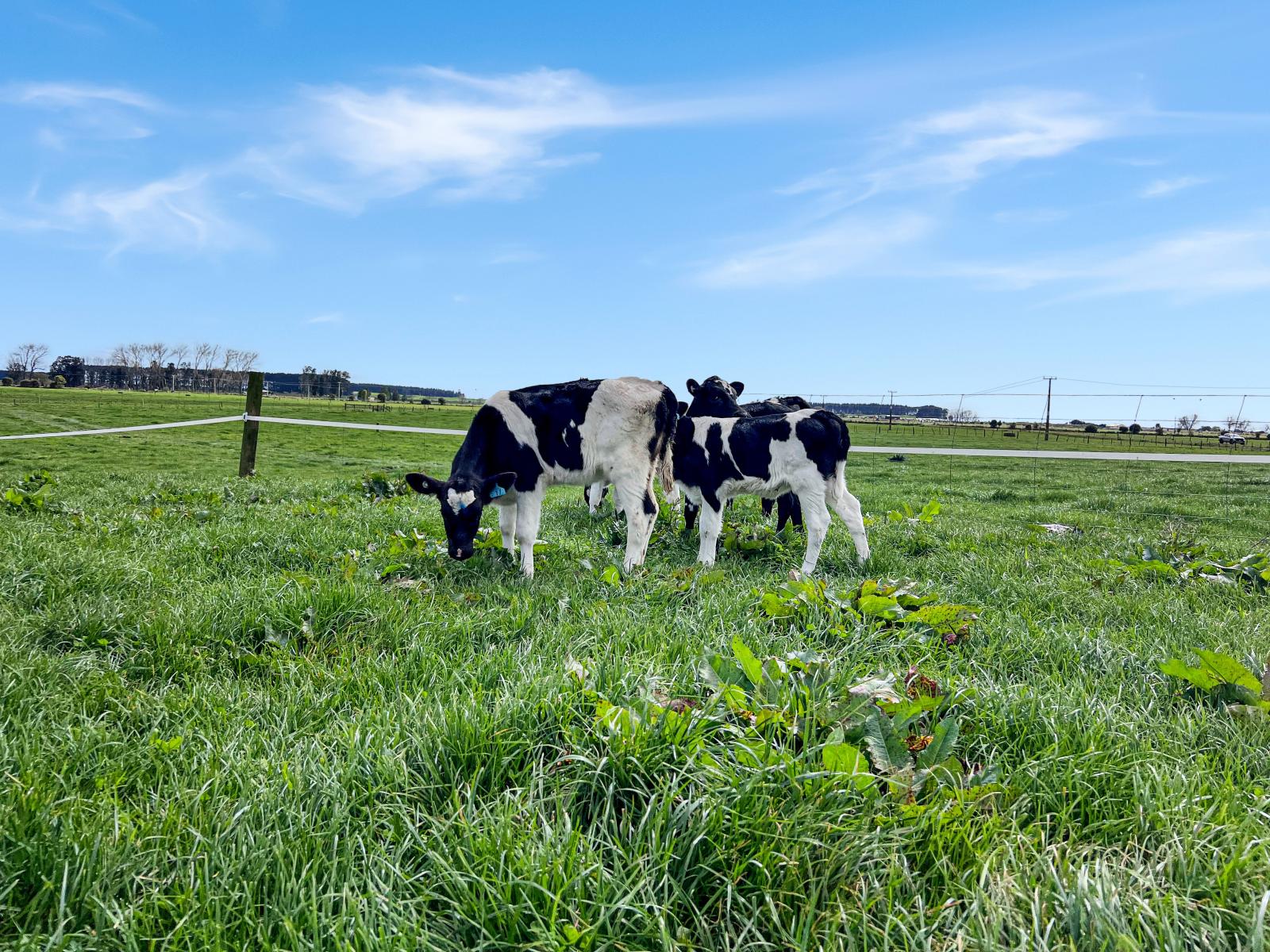 329 Kaituna Road, Paengaroa