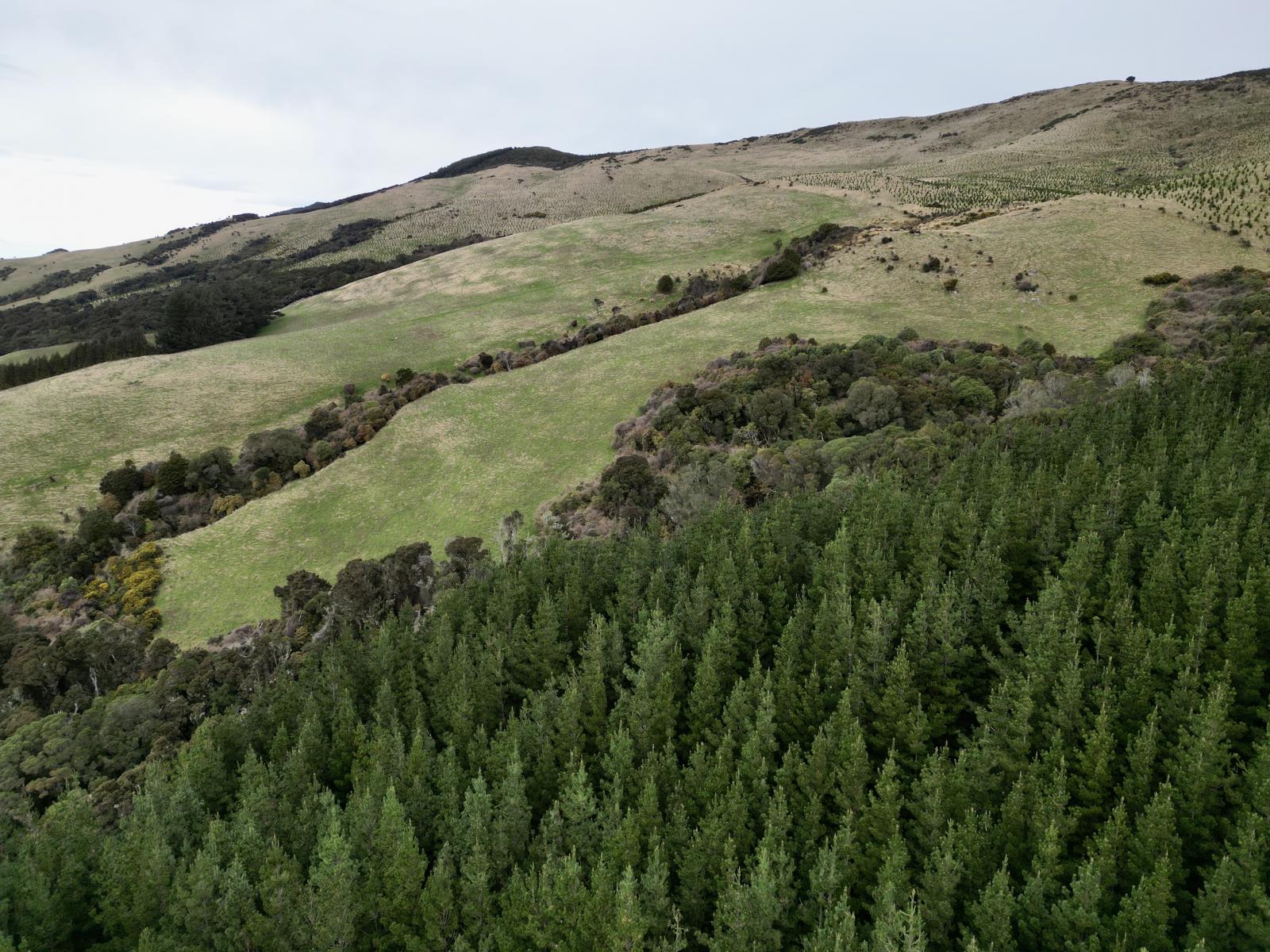 Farquhar Road, Purekireki