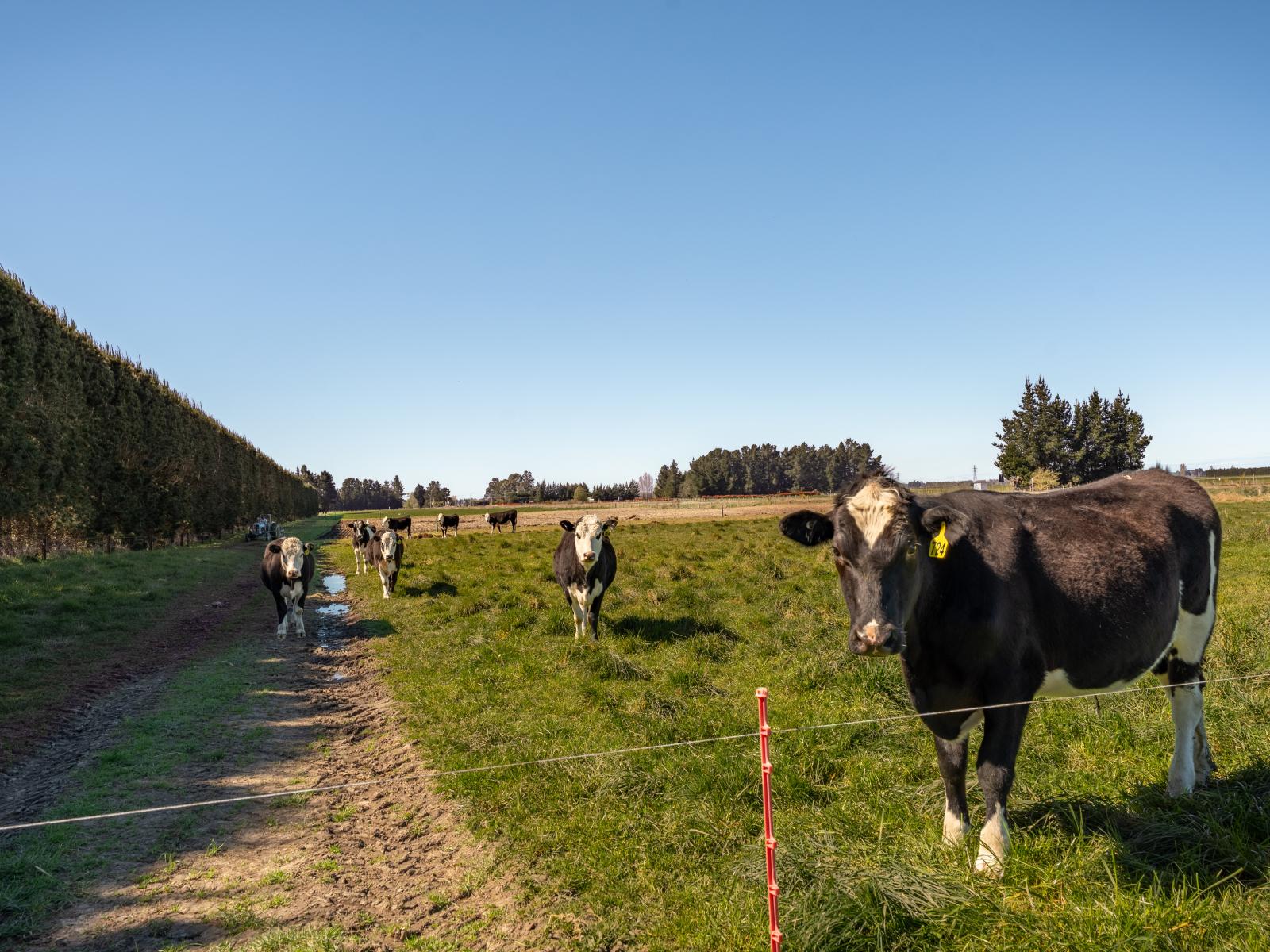 15 McClelland Road and 15 Taylor Road, Rangitata