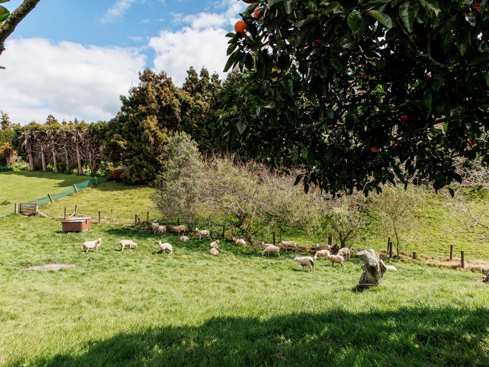 286 Paerata Ridge Road, Opotiki