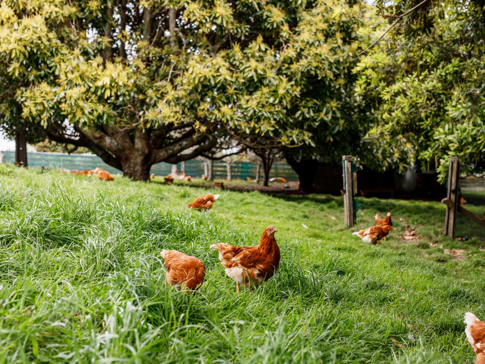 286 Paerata Ridge Road, Opotiki