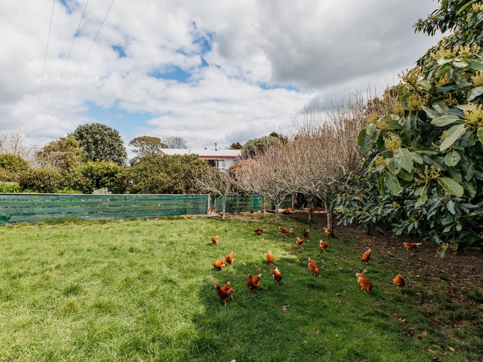 286 Paerata Ridge Road, Opotiki