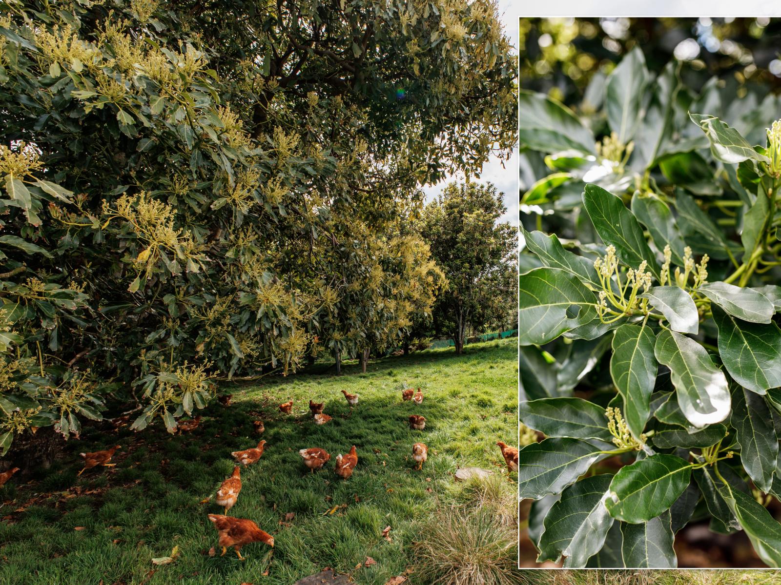 286 Paerata Ridge Road, Opotiki