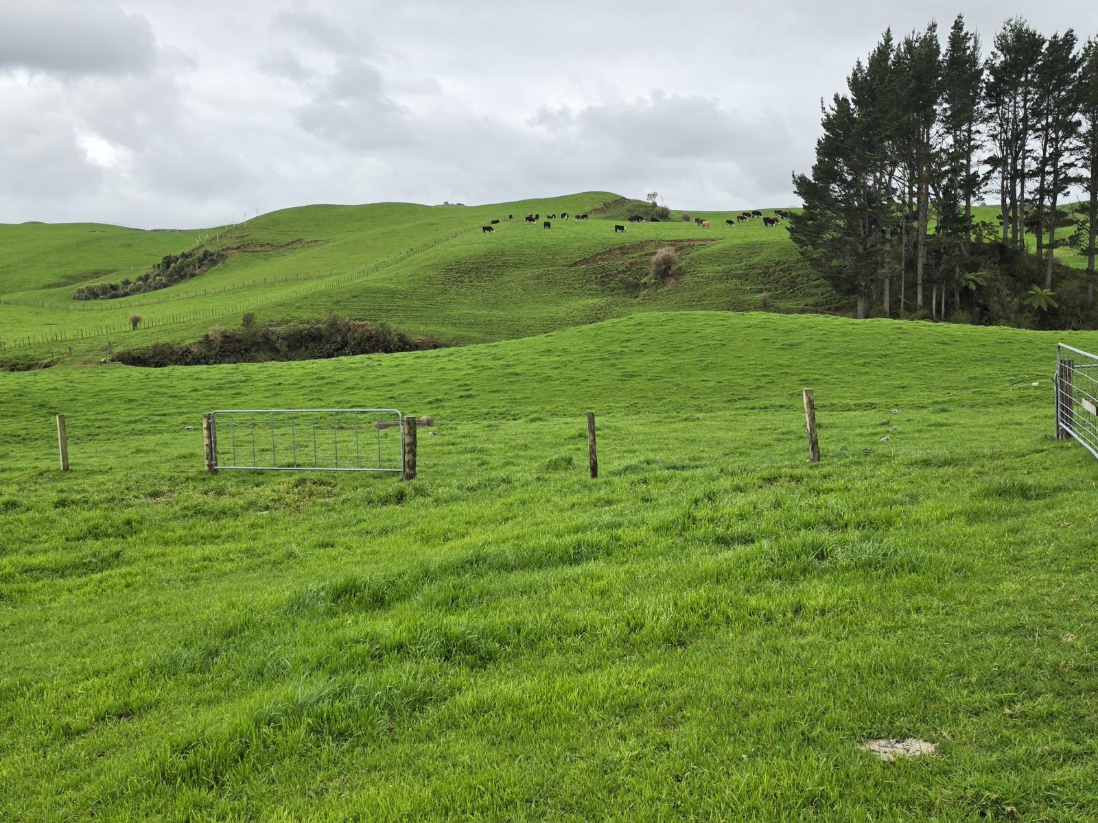 Mangaone Road, Inglewood