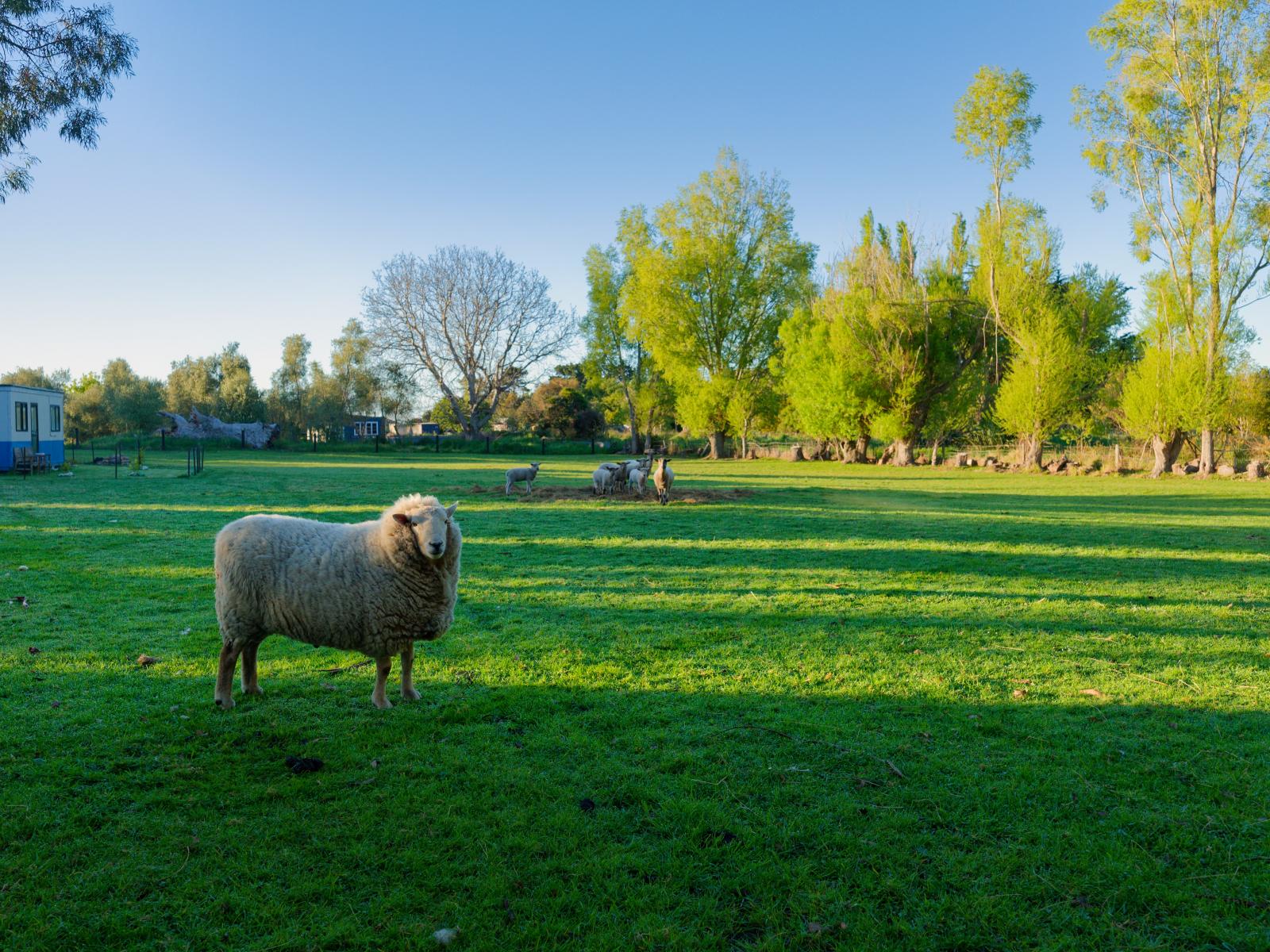 207 Lovers Lane, Kaikoura