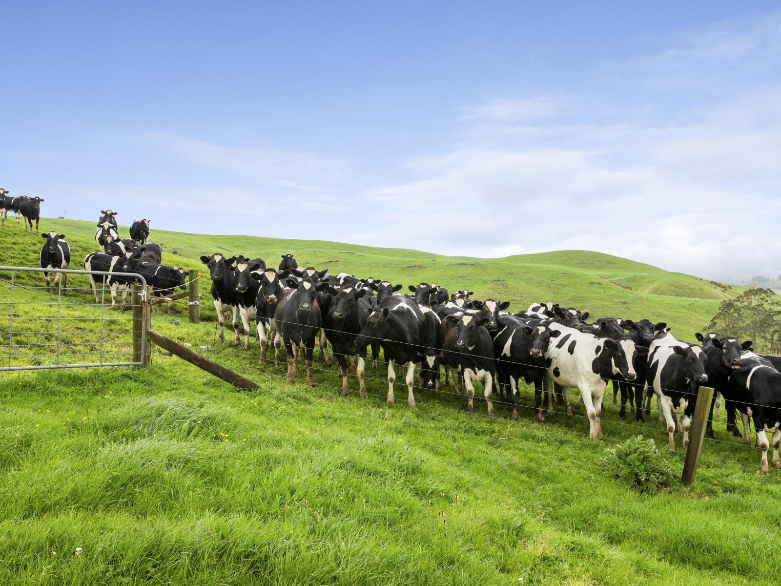 897 and 637 Tahuroa Road, Morrinsville