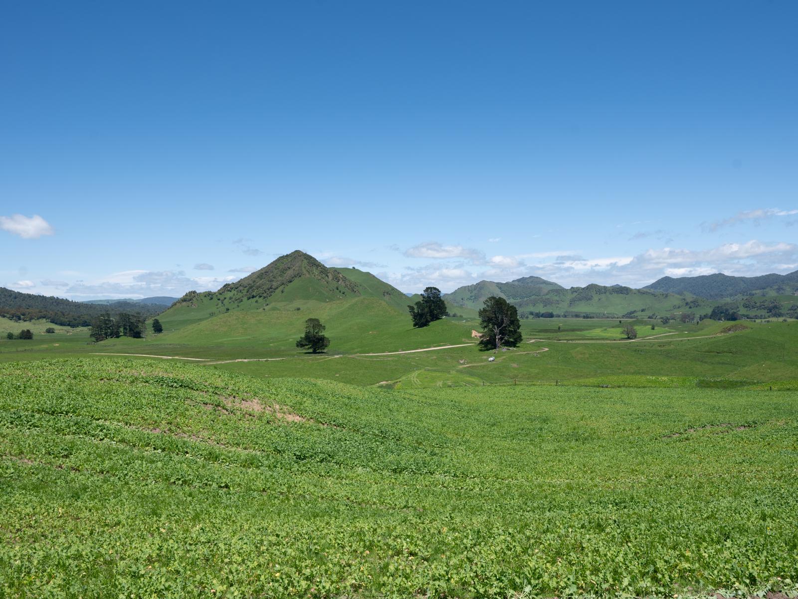 313 Te Wera Road, Matawai