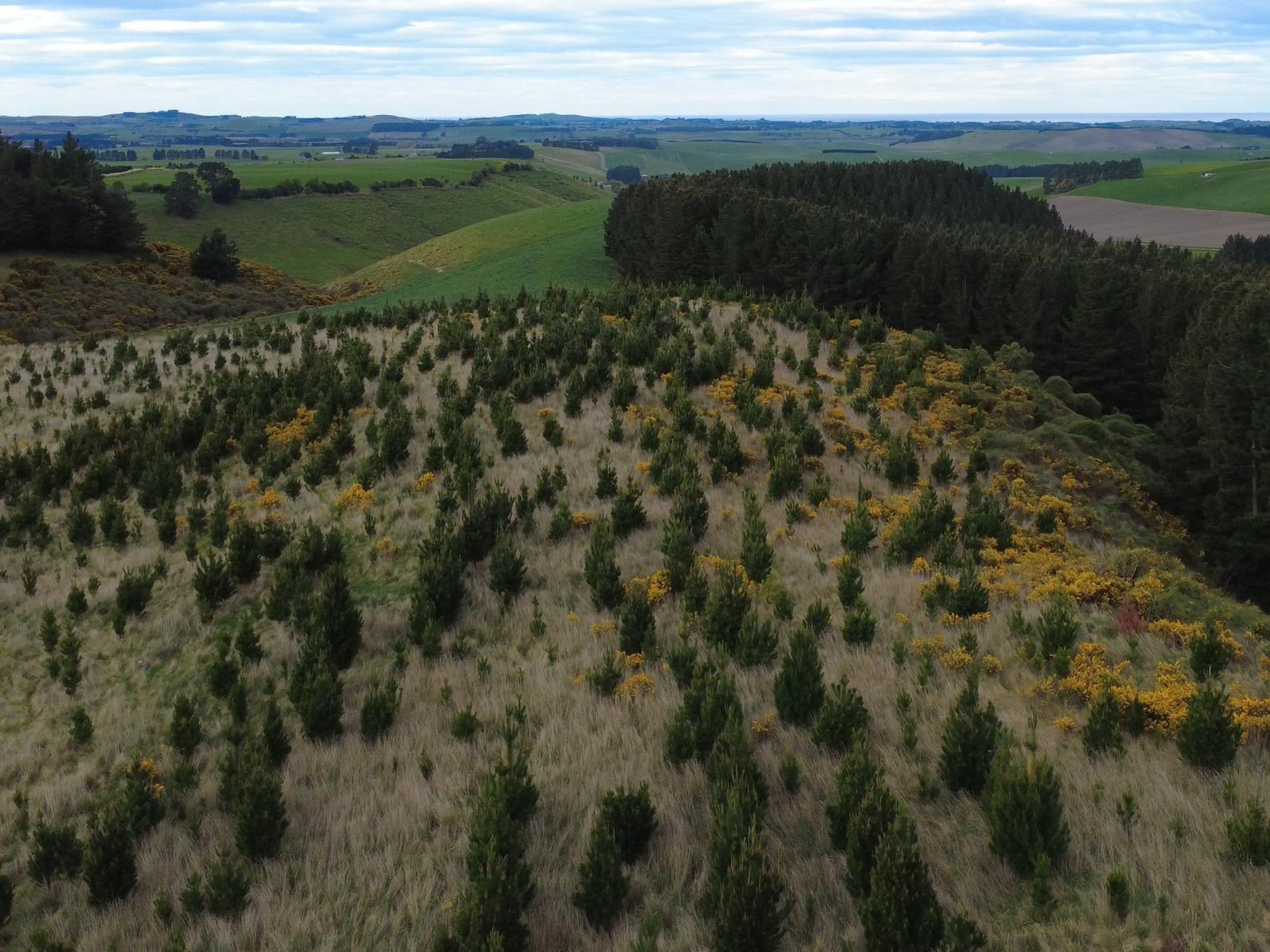 The Dasher Road, Maraeweka
