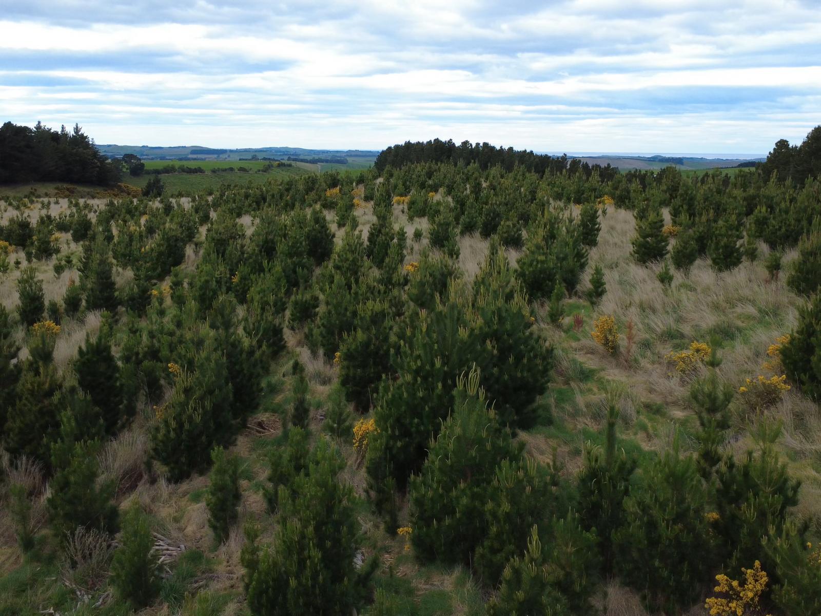 The Dasher Road, Maraeweka