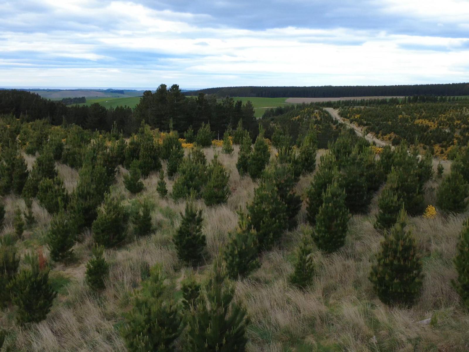 The Dasher Road, Maraeweka