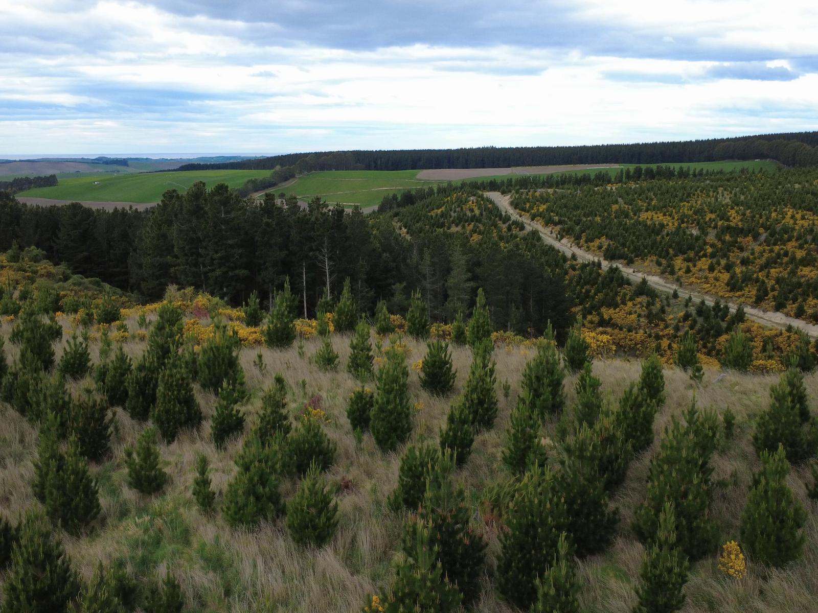 The Dasher Road, Maraeweka