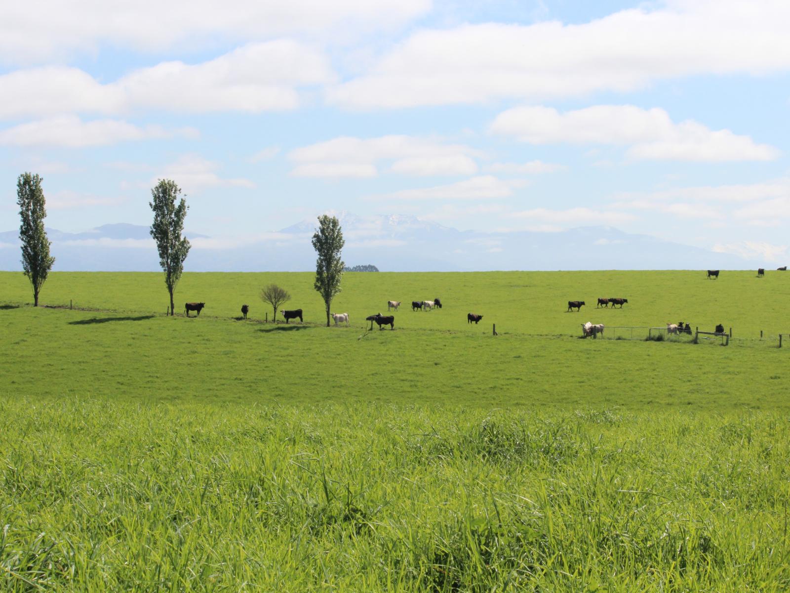 49 McCully Road, Temuka