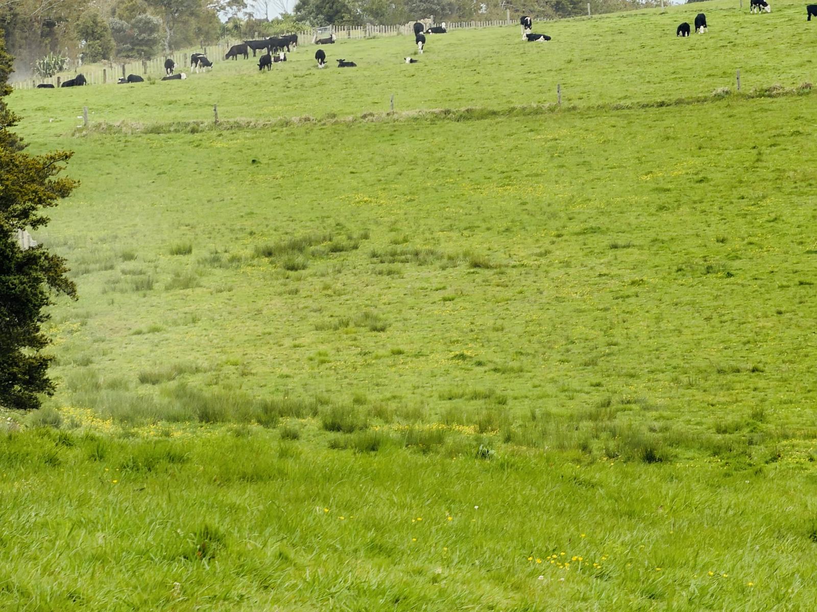 117 Pigs Head Road, Whakapara