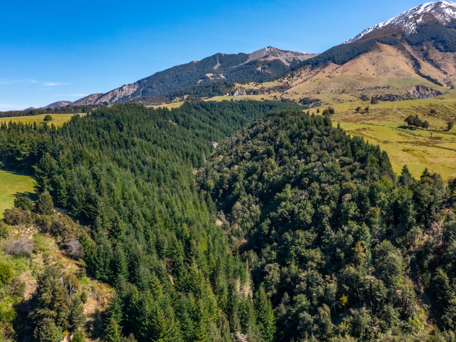 202 Mount Lyford Forest Drive, Lyford