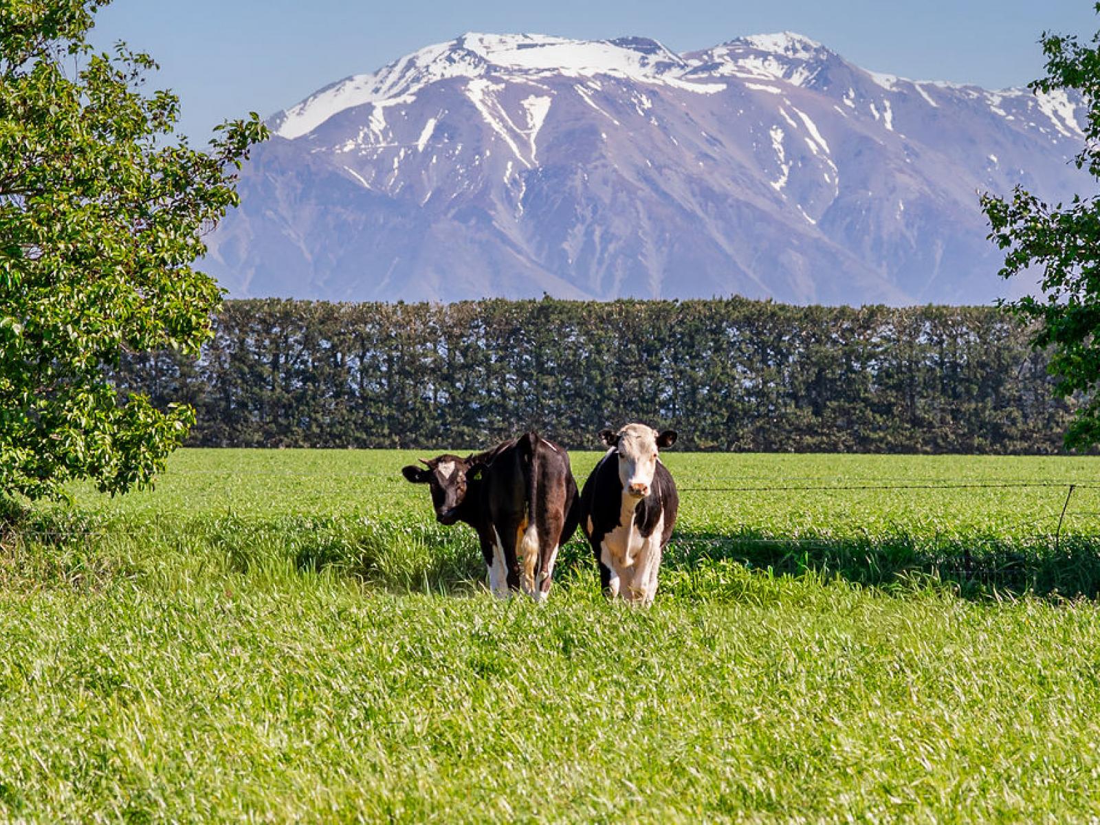 1280 Back Track, Rakaia